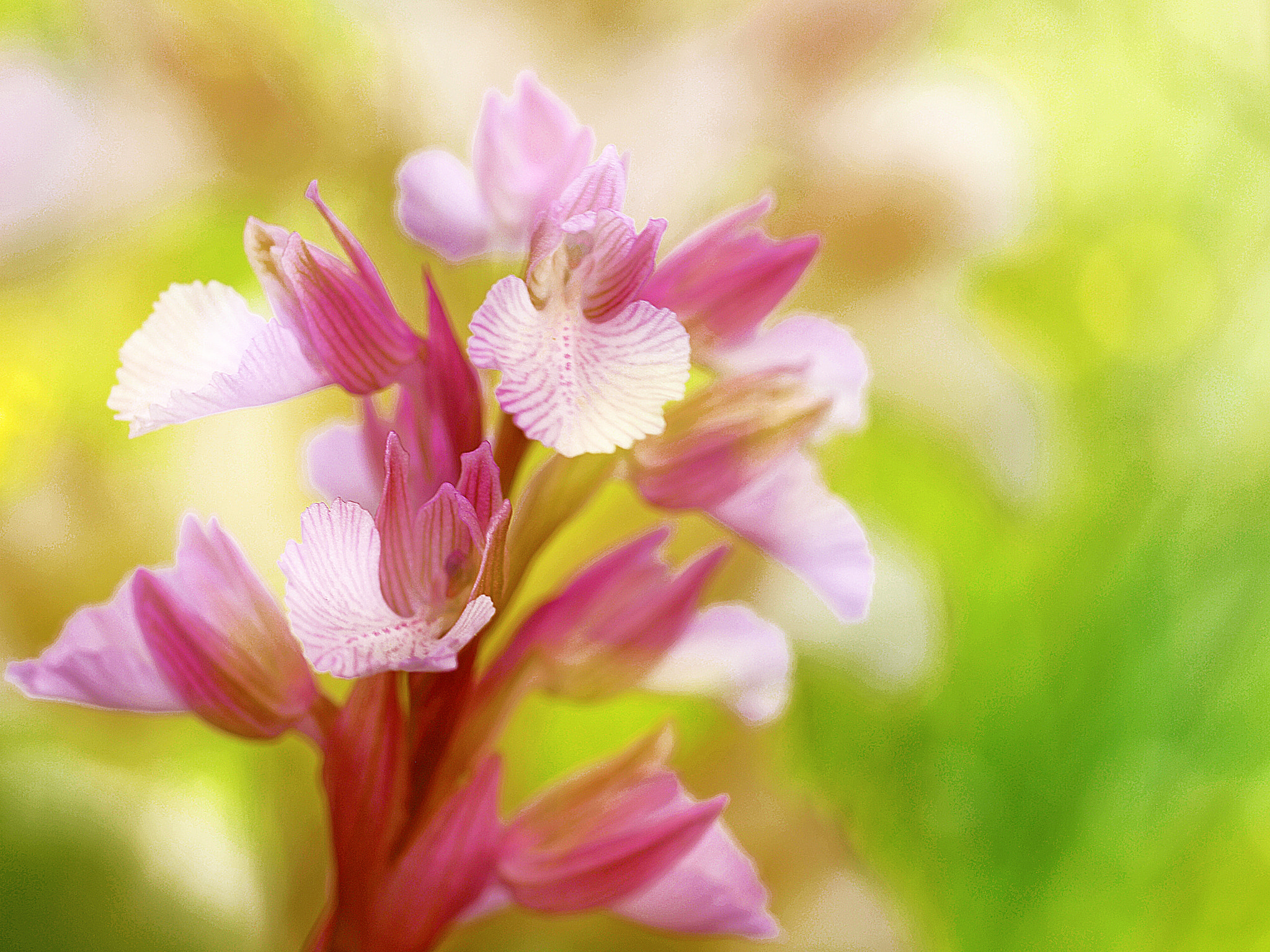 Olympus E-30 sample photo. Orquideas photography