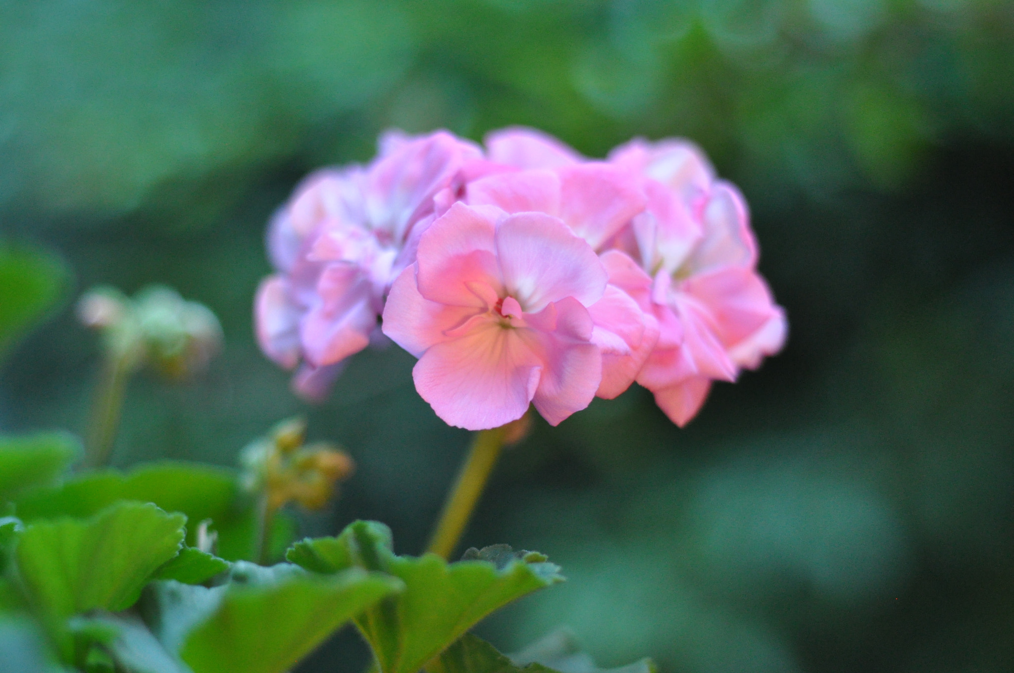 Nikon D90 + Nikon AF Nikkor 50mm F1.8D sample photo. Flower photography