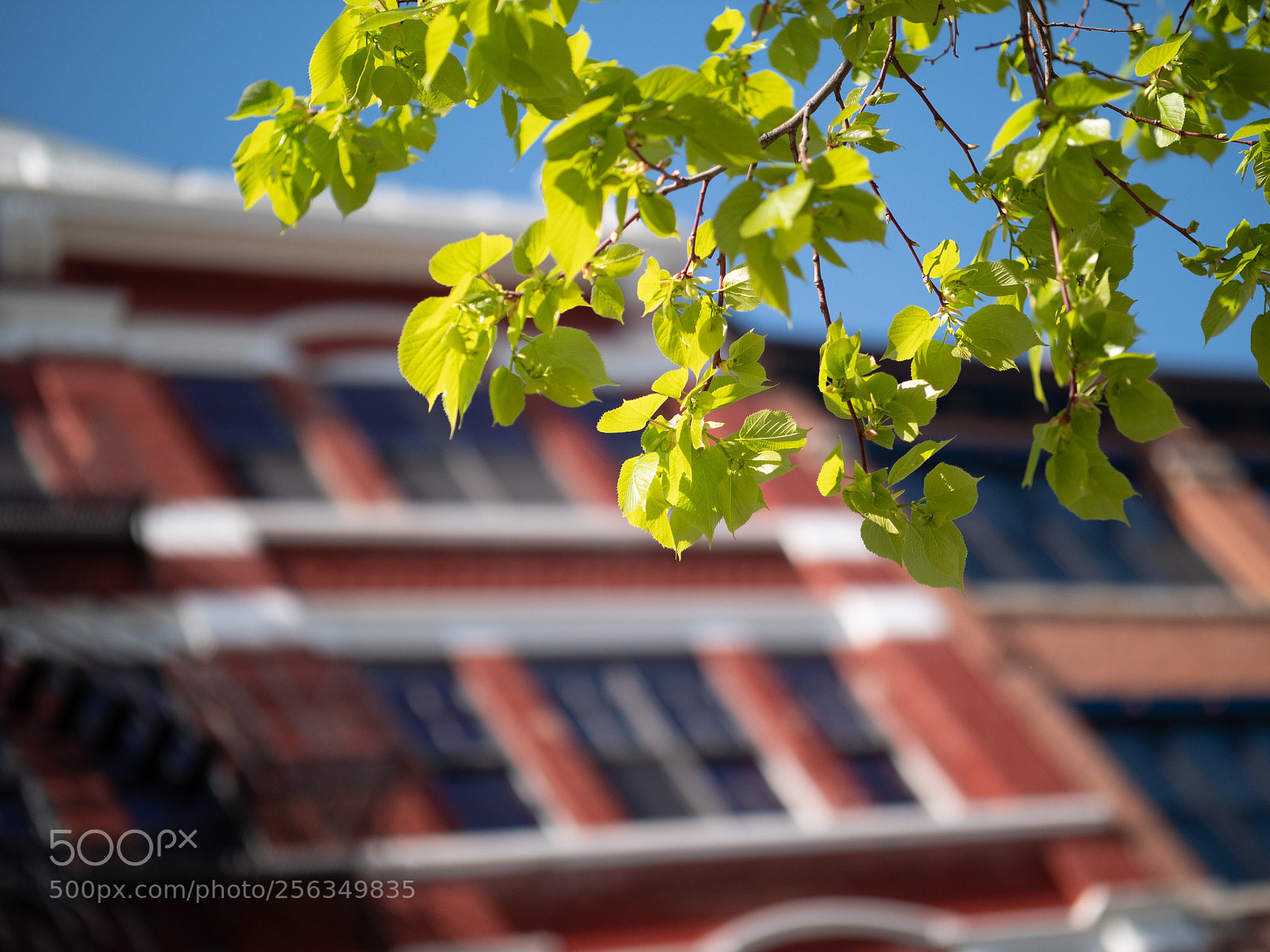 Panasonic Lumix DC-G9 sample photo. Spring in over-the-rhine photography