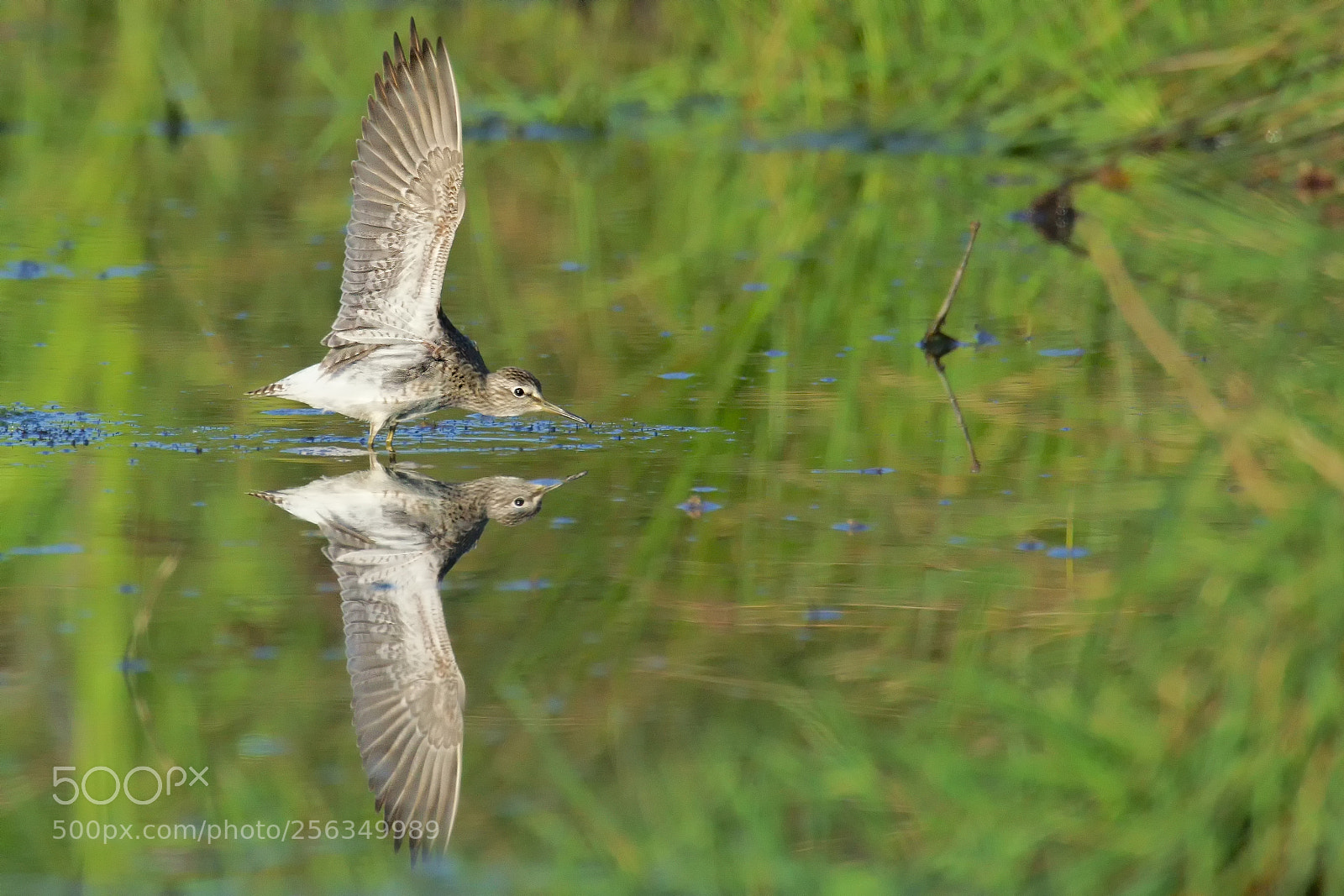 Sony ILCA-77M2 sample photo. Wood sandpiper/tringa glareola photography