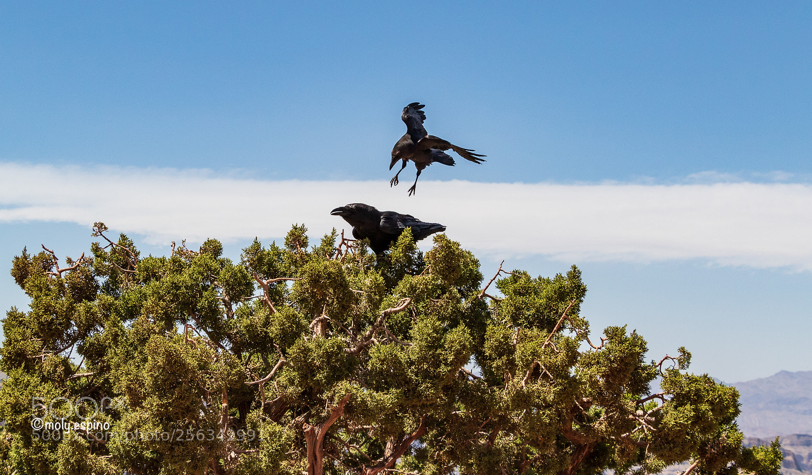 Canon EOS 7D Mark II sample photo. Crows at grand canyon photography