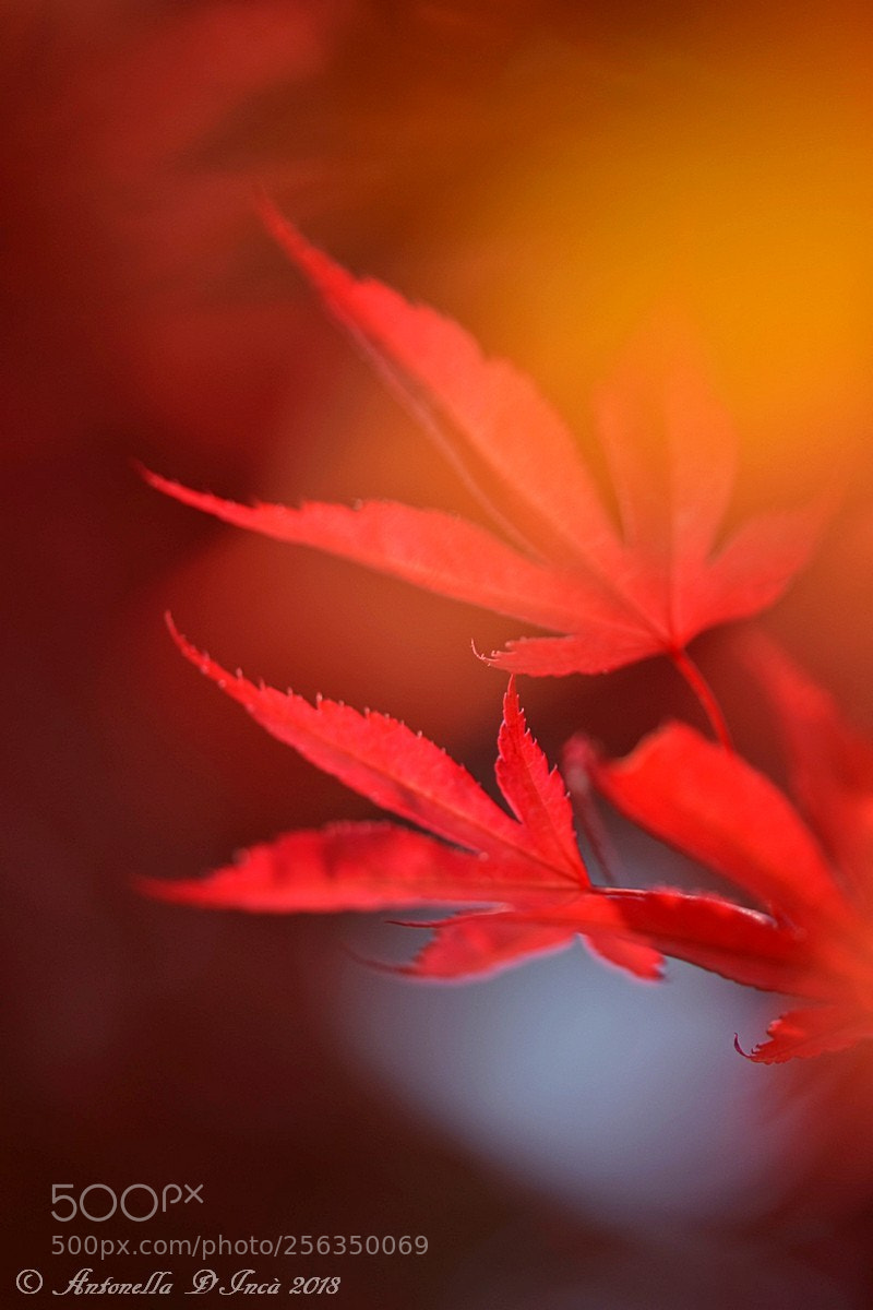 Nikon D7200 sample photo. Foglie d'acero photography