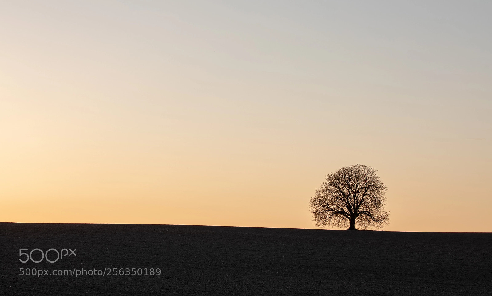 Canon EOS 5D Mark IV sample photo. Landscape tree art photography