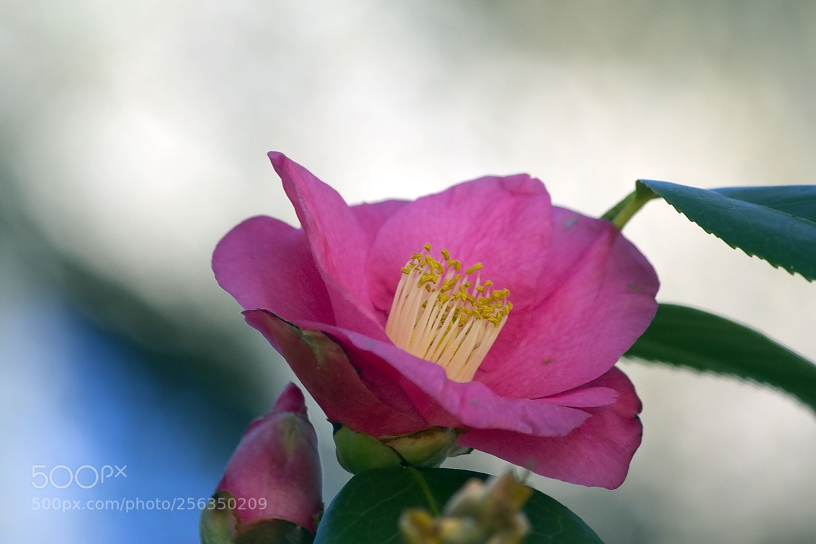 Canon EOS 600D (Rebel EOS T3i / EOS Kiss X5) sample photo. Img photography