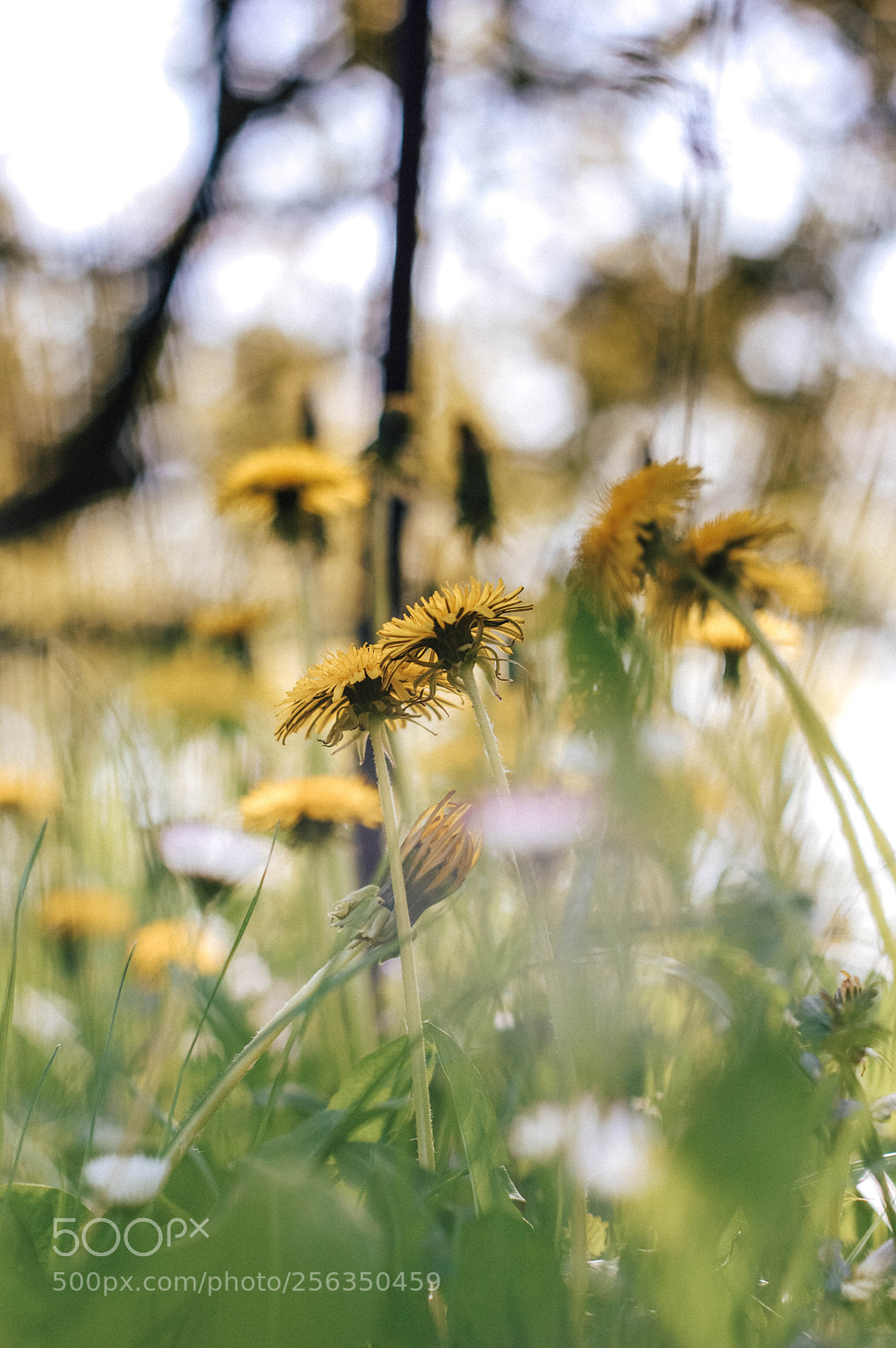 Nikon D3200 sample photo. Botanické okénko photography