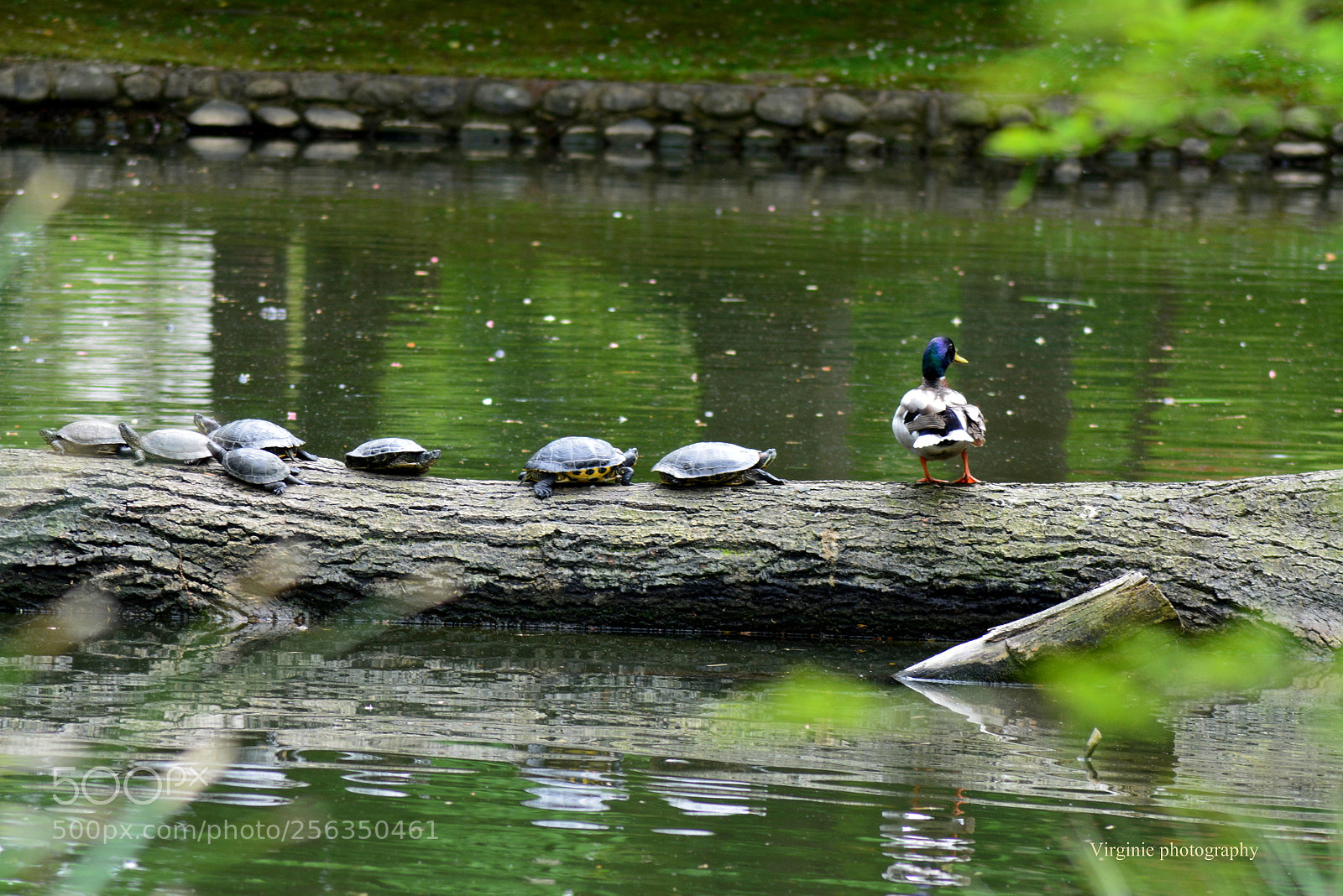 Nikon D5200 sample photo. Chercher l 'intrus photography