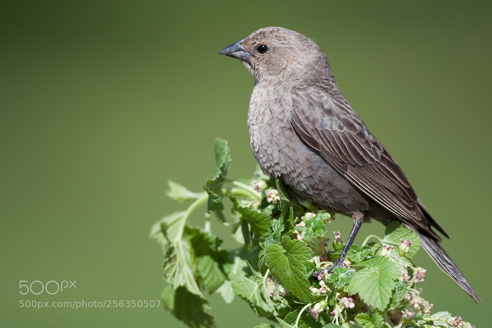 Canon EOS 50D sample photo. Brown-headed cowbird photography