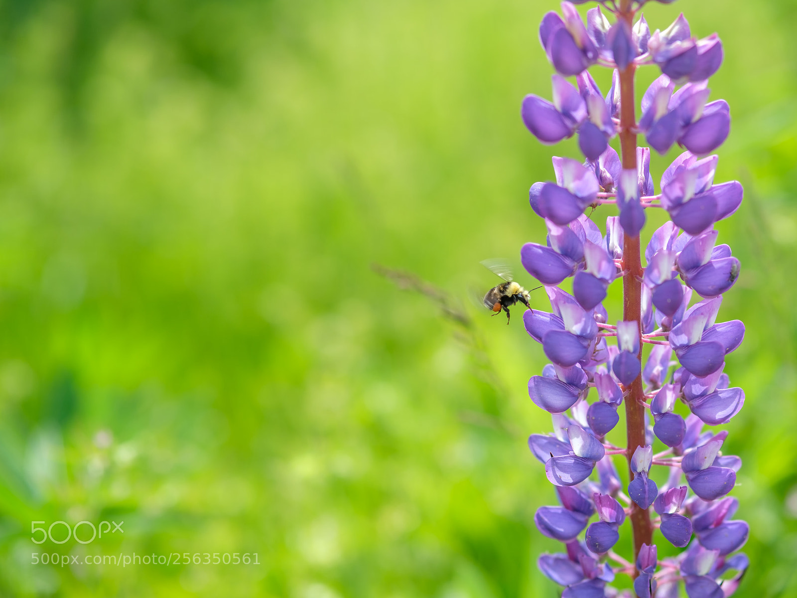 Fujifilm X-T2 sample photo. Busy bee harvesting in photography