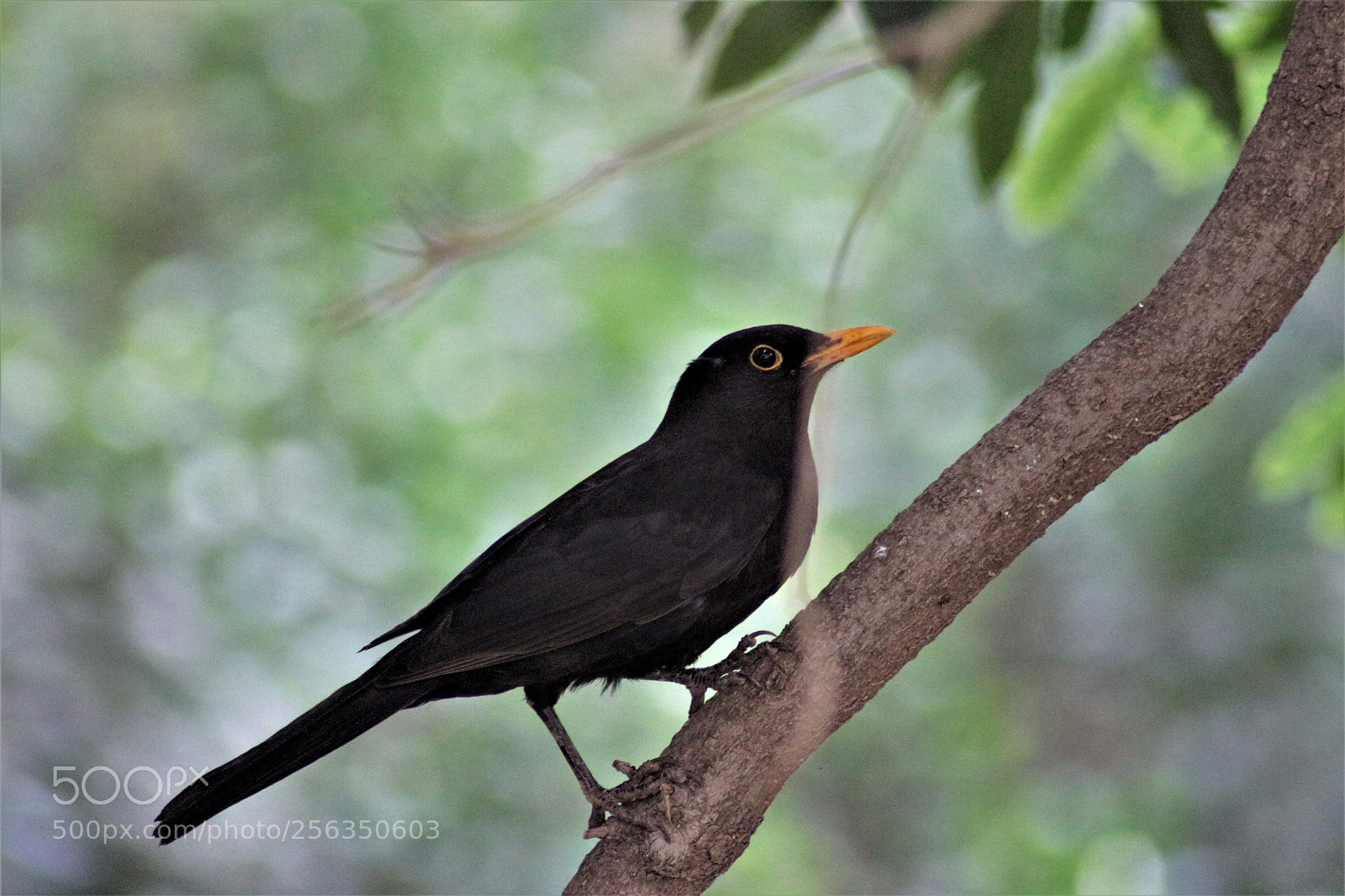 Canon EOS 700D (EOS Rebel T5i / EOS Kiss X7i) sample photo. Black bird singing photography
