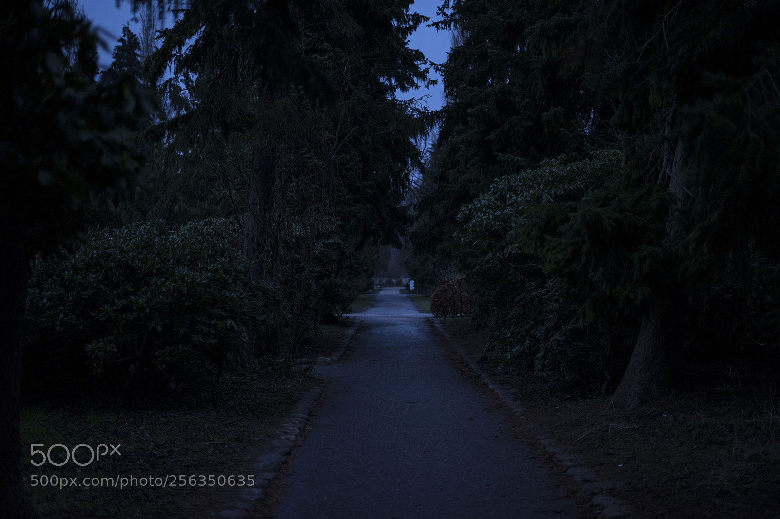 Sony a7 II sample photo. Untitled photography