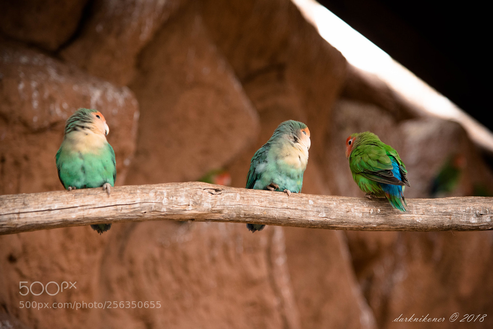 Nikon D750 sample photo. To fly or not photography