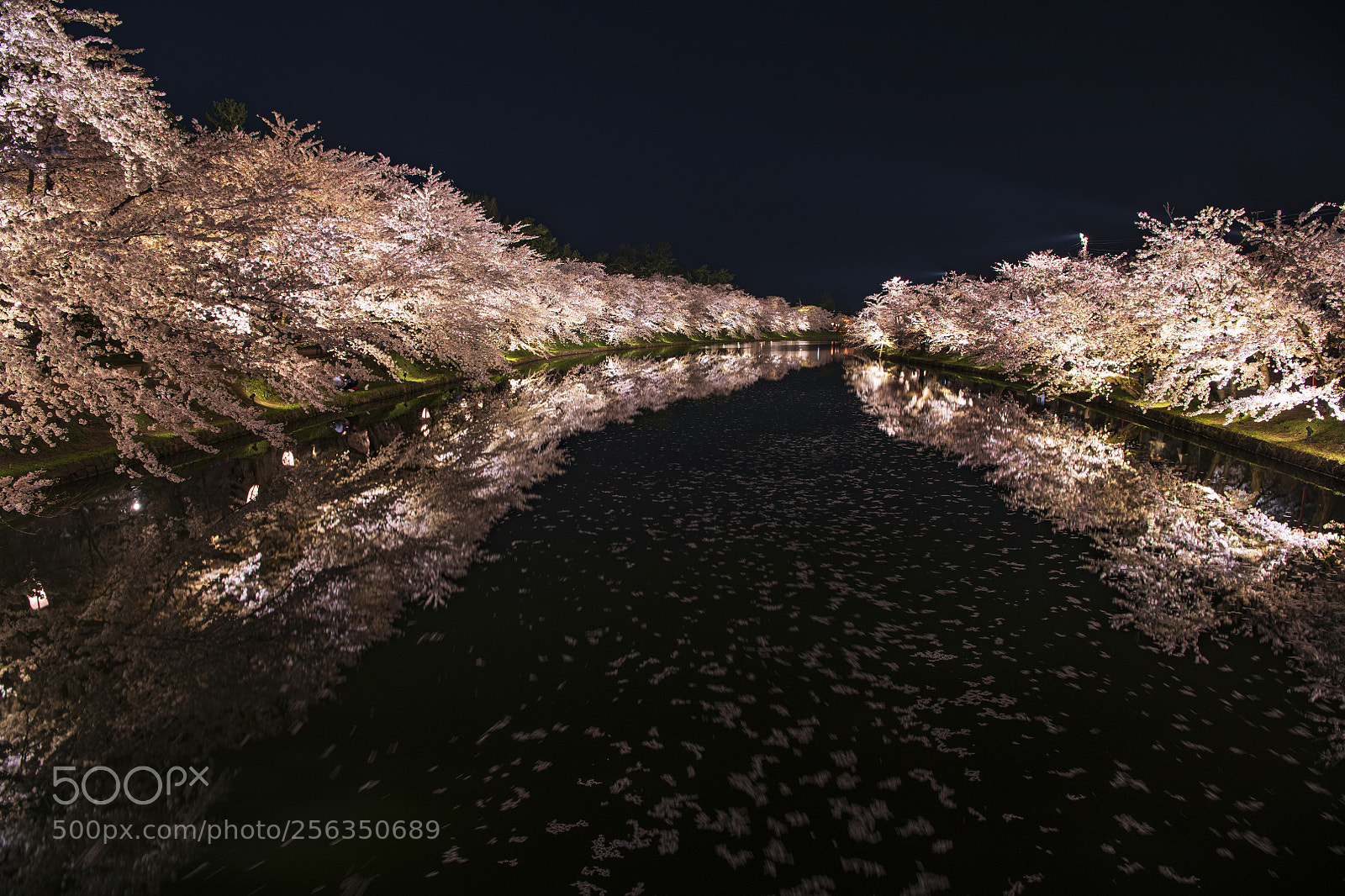 Nikon D850 sample photo. Cherry blossoms by night photography