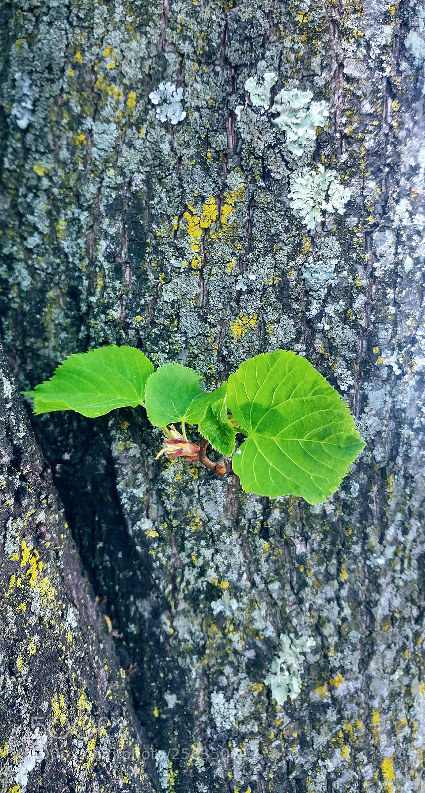 LG G5 sample photo. Untitled photography