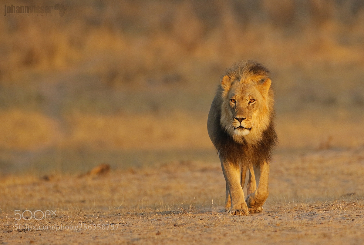 Canon EOS 7D Mark II sample photo. Kalahari icon photography