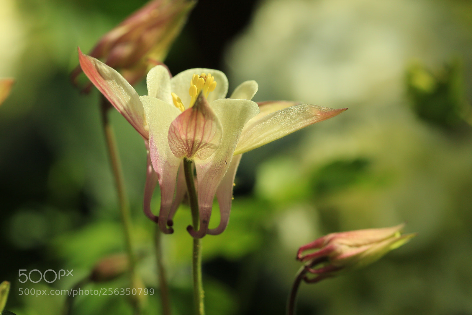 Canon EF-S 60mm F2.8 Macro USM sample photo. Flowers in the sun photography