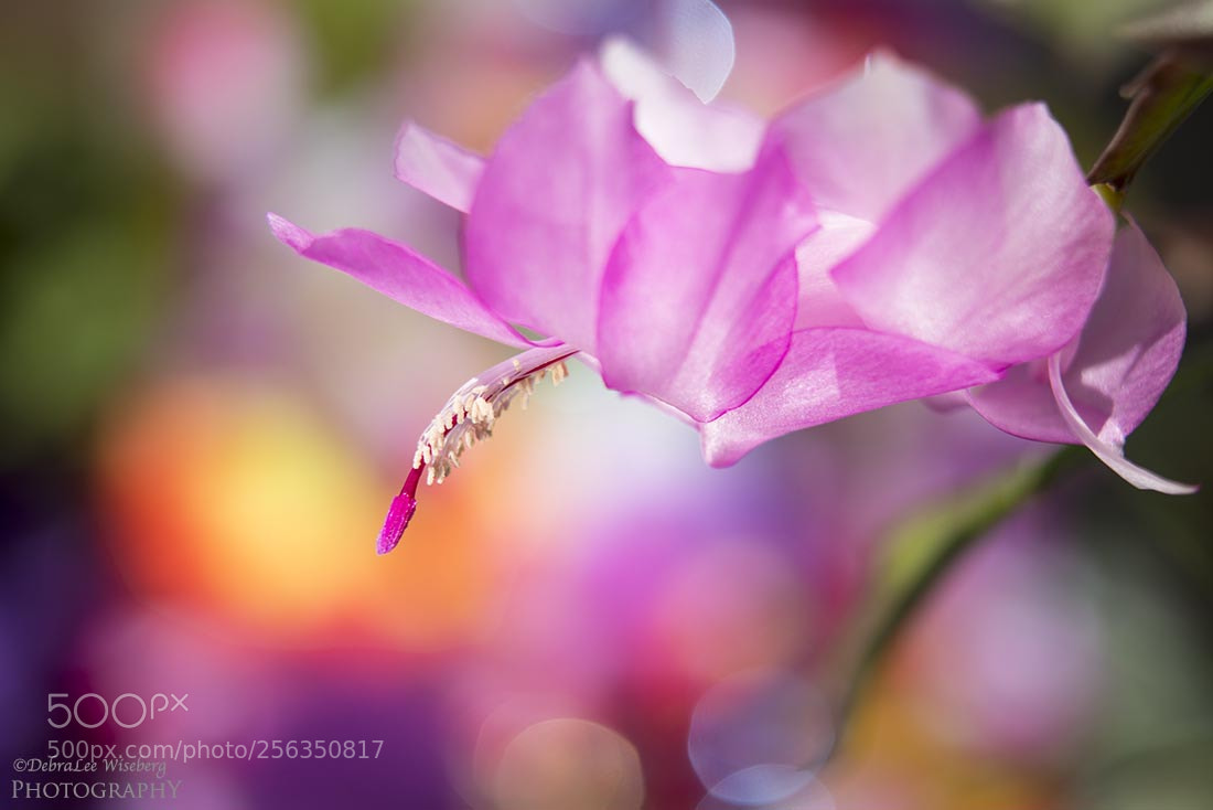 Nikon D800 sample photo. Rainbow of colour photography