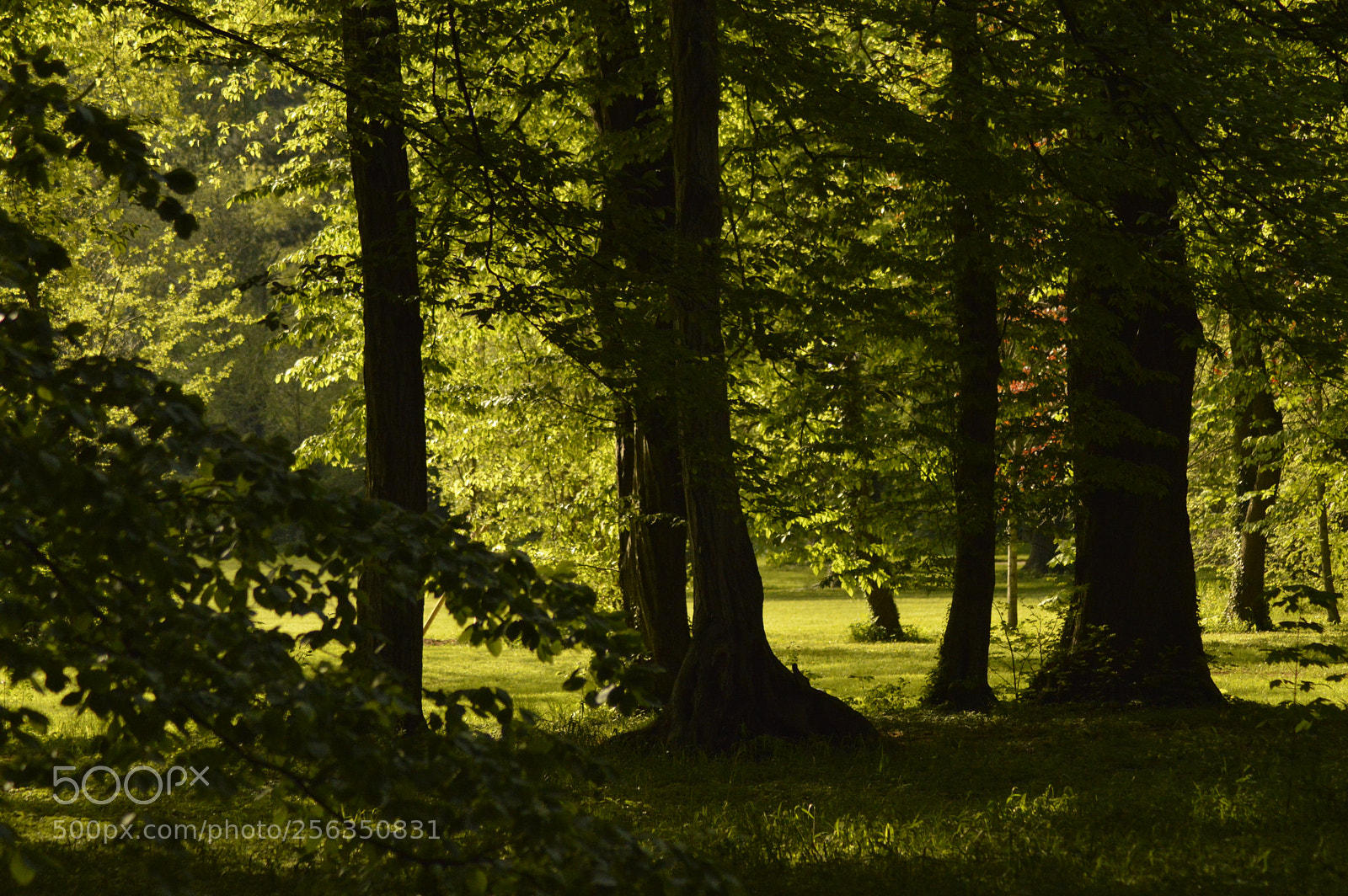 Nikon D3200 sample photo. Dark forest photography