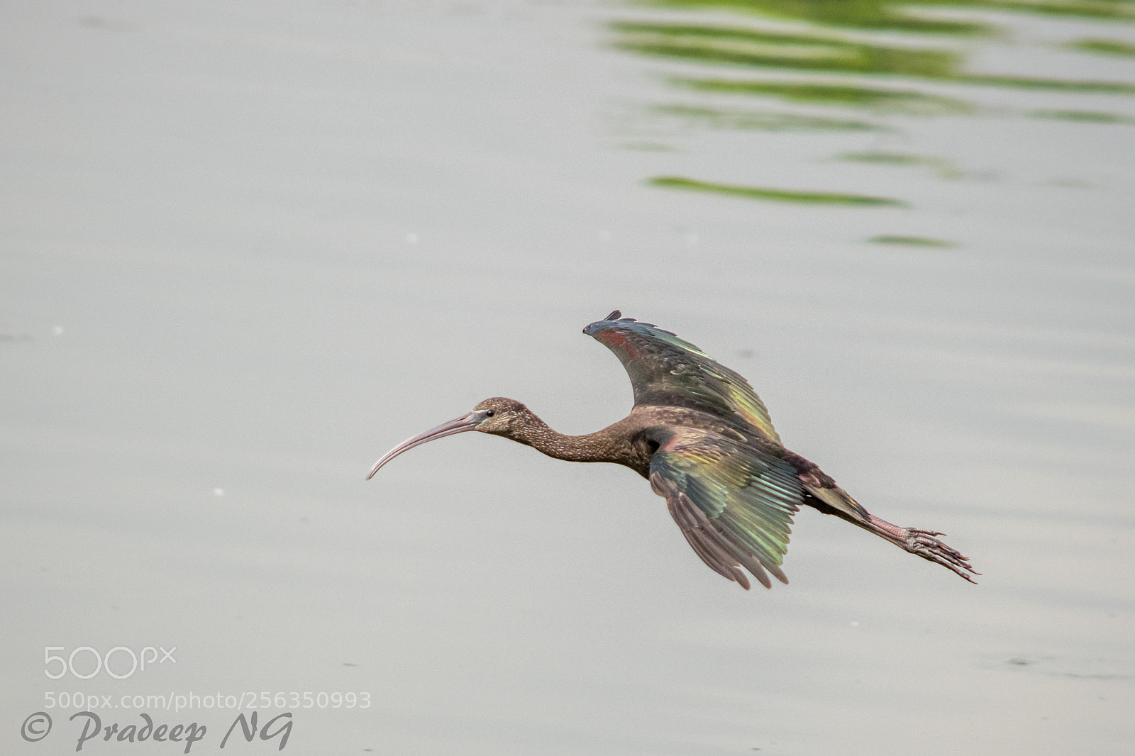 Nikon D3300 sample photo. Glossy ibis photography