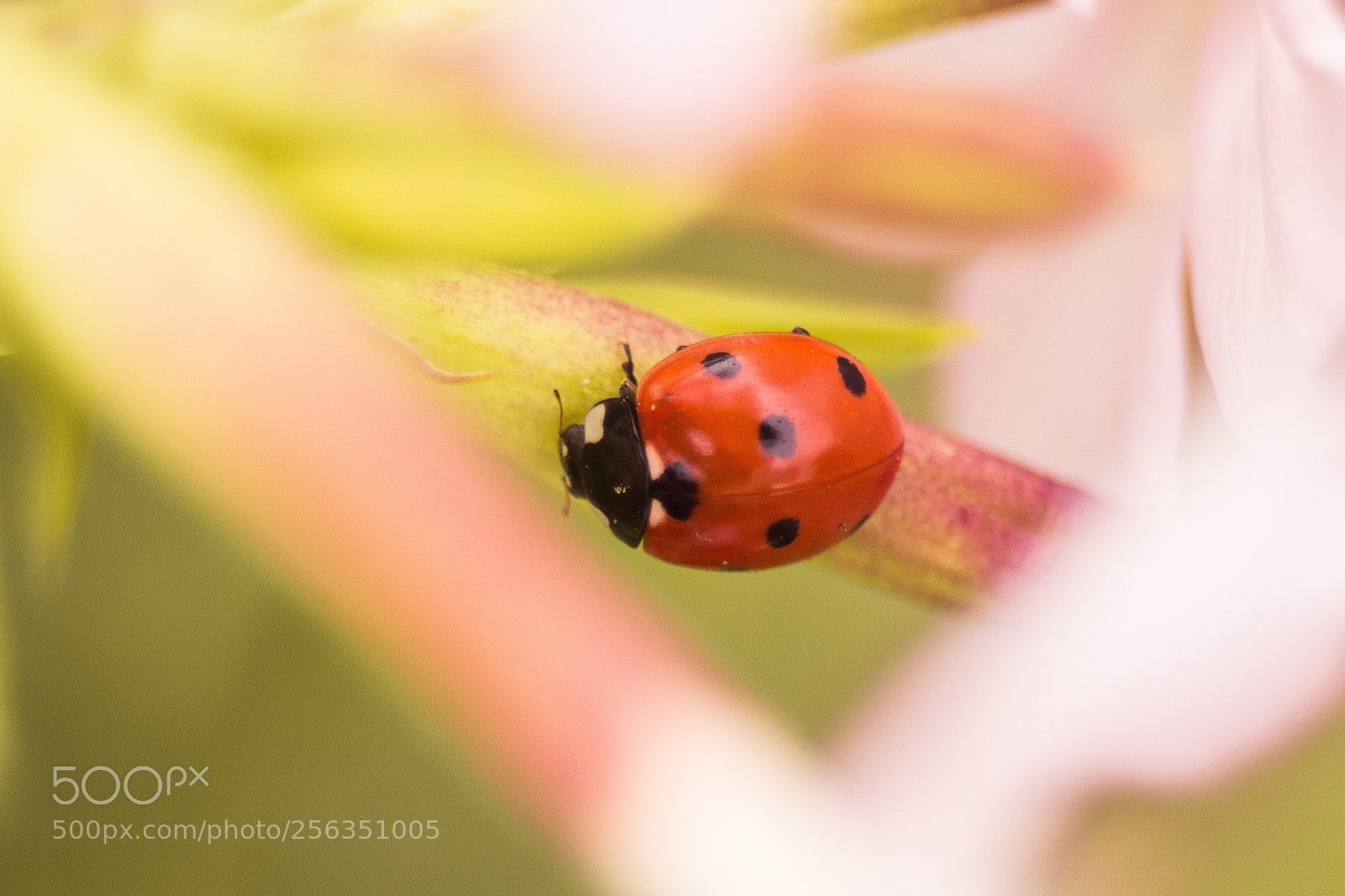 Canon EOS 700D (EOS Rebel T5i / EOS Kiss X7i) sample photo. Ladybird photography