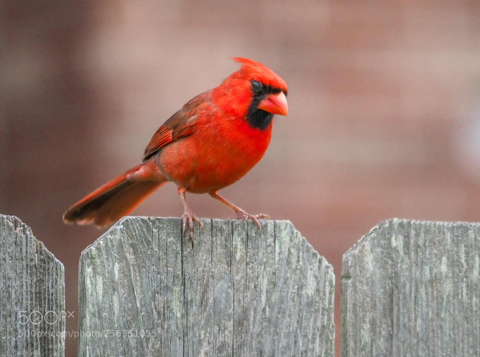 Olympus OM-D E-M1 Mark II sample photo. Cardinal photography