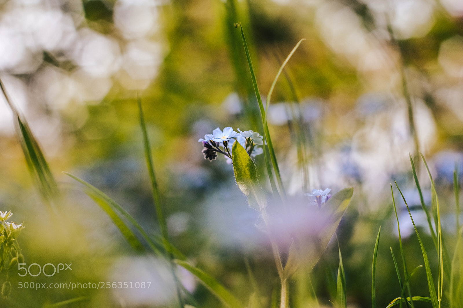 Nikon D3200 sample photo. Botanické okénko photography