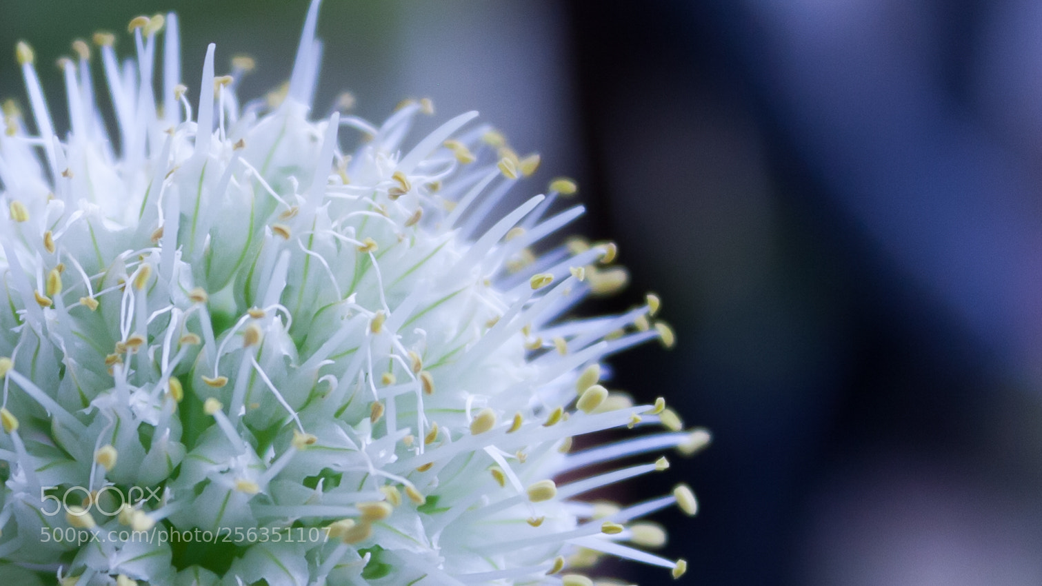 Canon EOS 40D sample photo. Hoa h nh photography