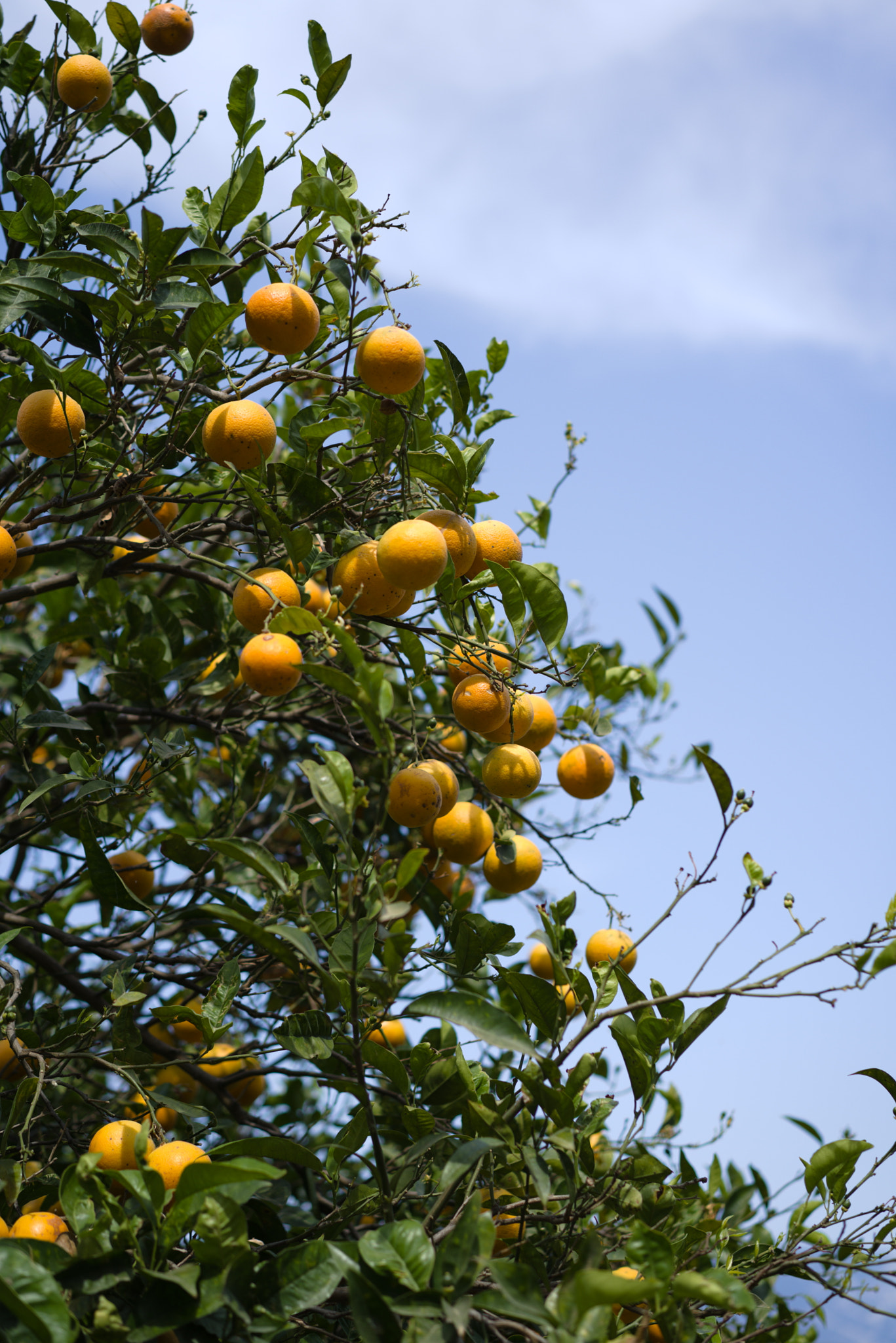 Sony Sonnar T* FE 55mm F1.8 ZA sample photo. Oranges photography