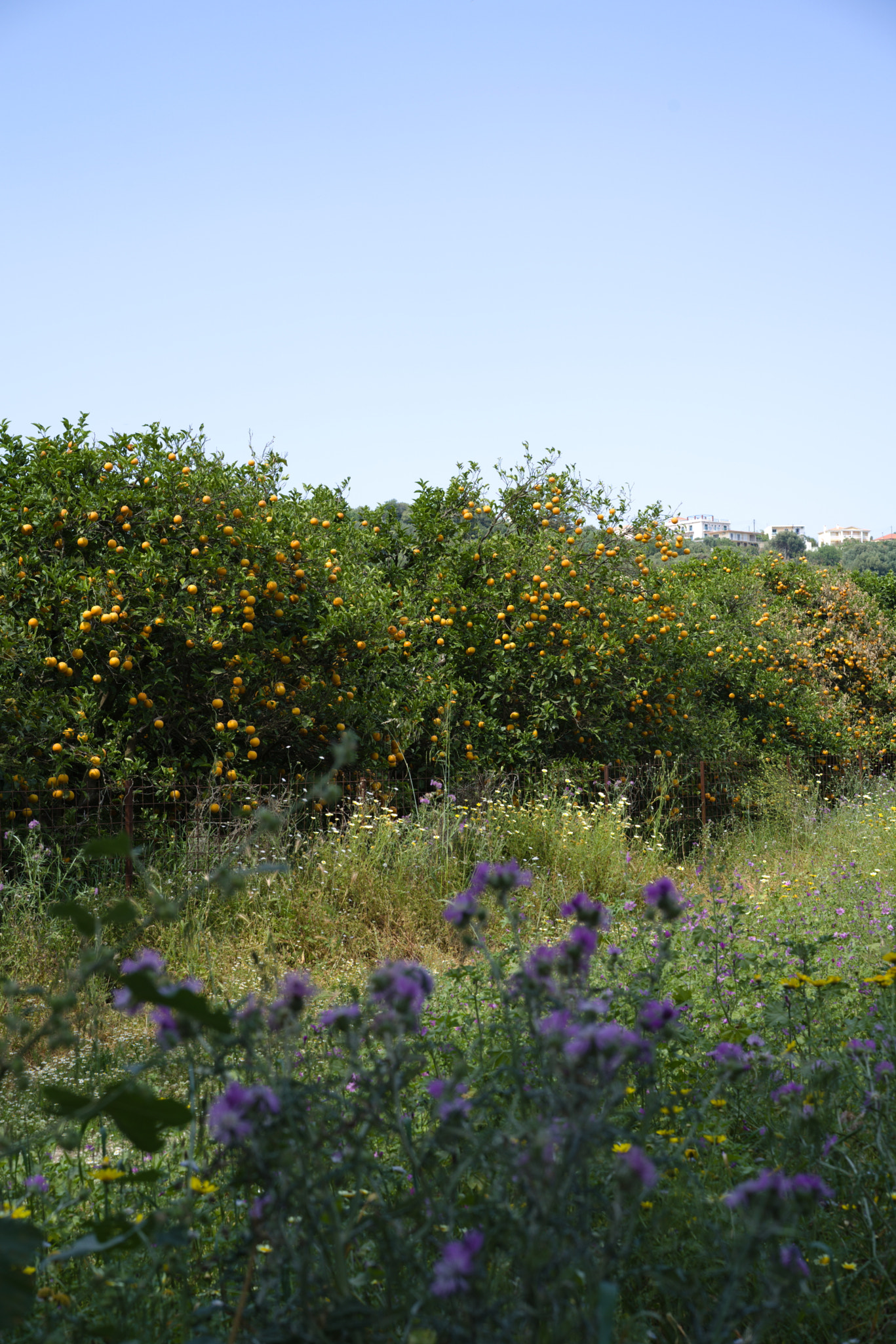 Sony a7 III + Sony Sonnar T* FE 55mm F1.8 ZA sample photo. Oranges and purple photography