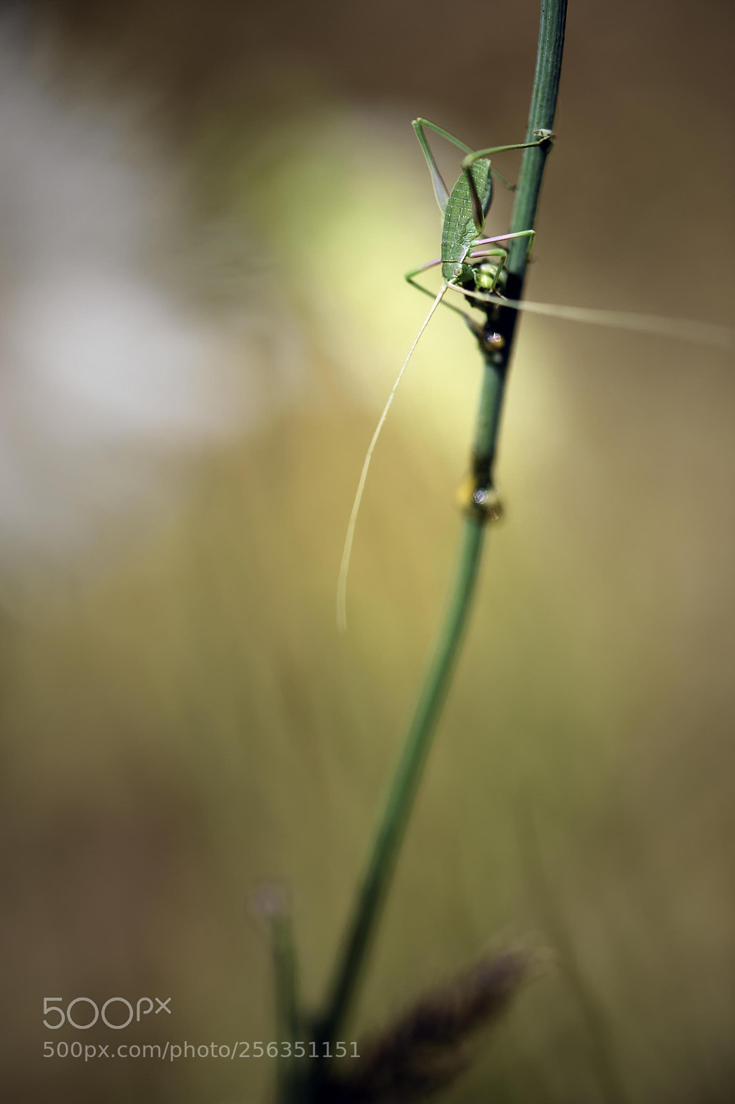 Nikon D7200 sample photo. Untitled photography