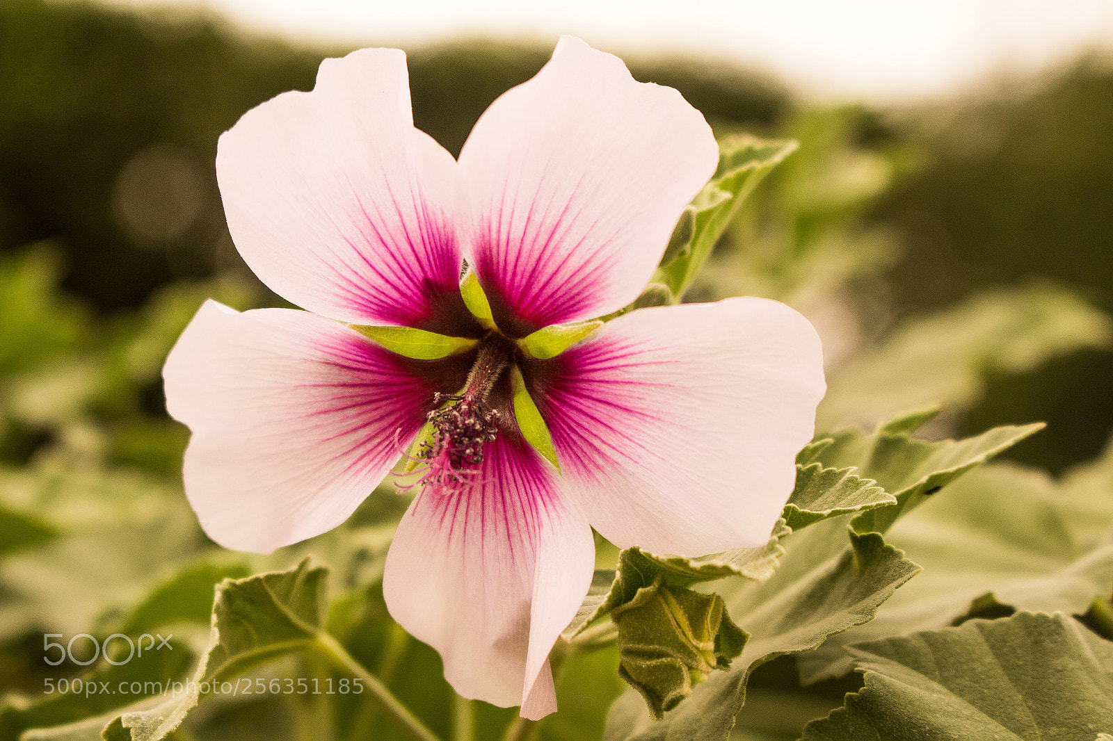 Canon EOS 700D (EOS Rebel T5i / EOS Kiss X7i) sample photo. Exotic flower photography