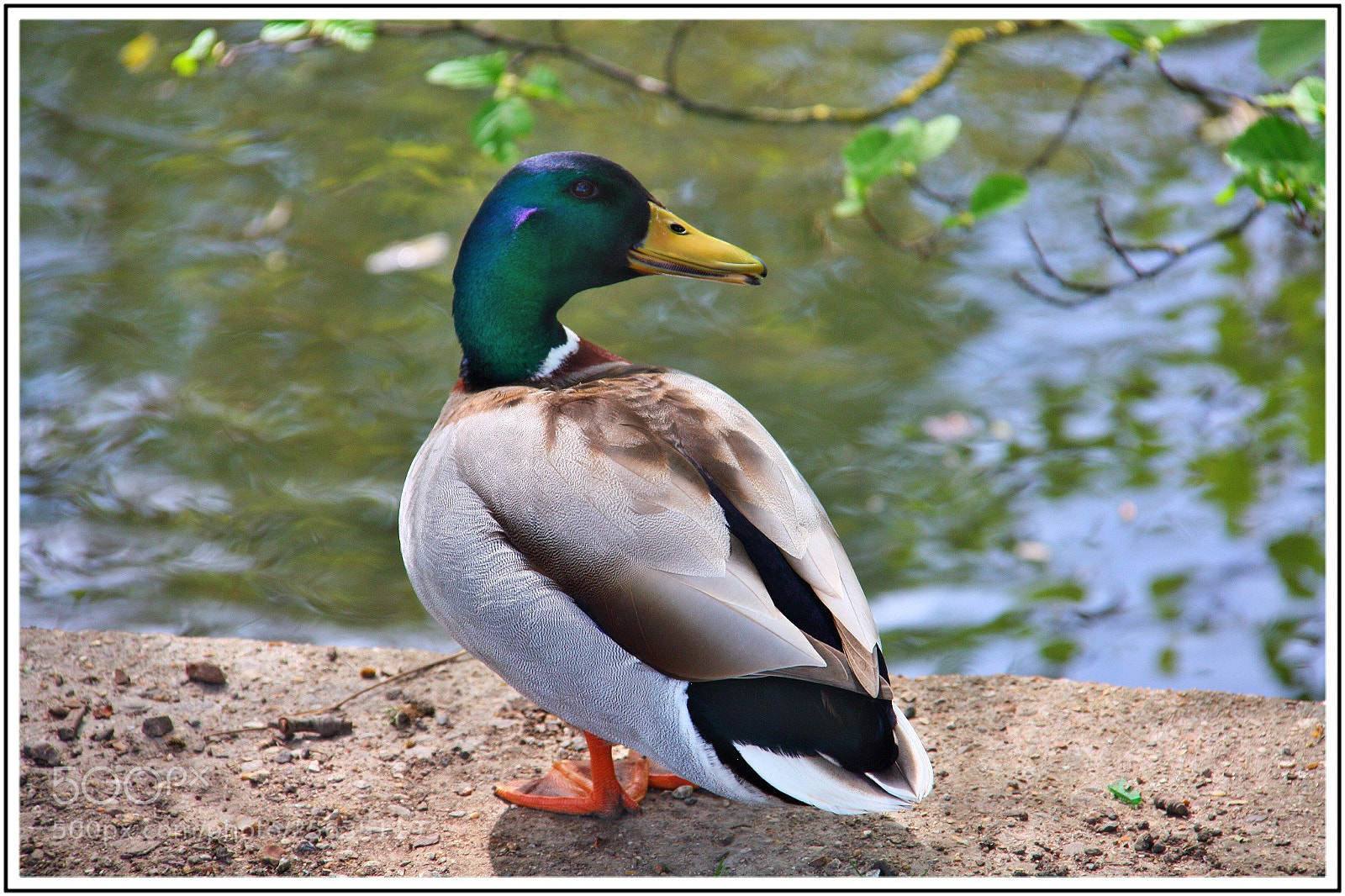 Canon EOS 450D (EOS Rebel XSi / EOS Kiss X2) sample photo. Le canard colvert photography