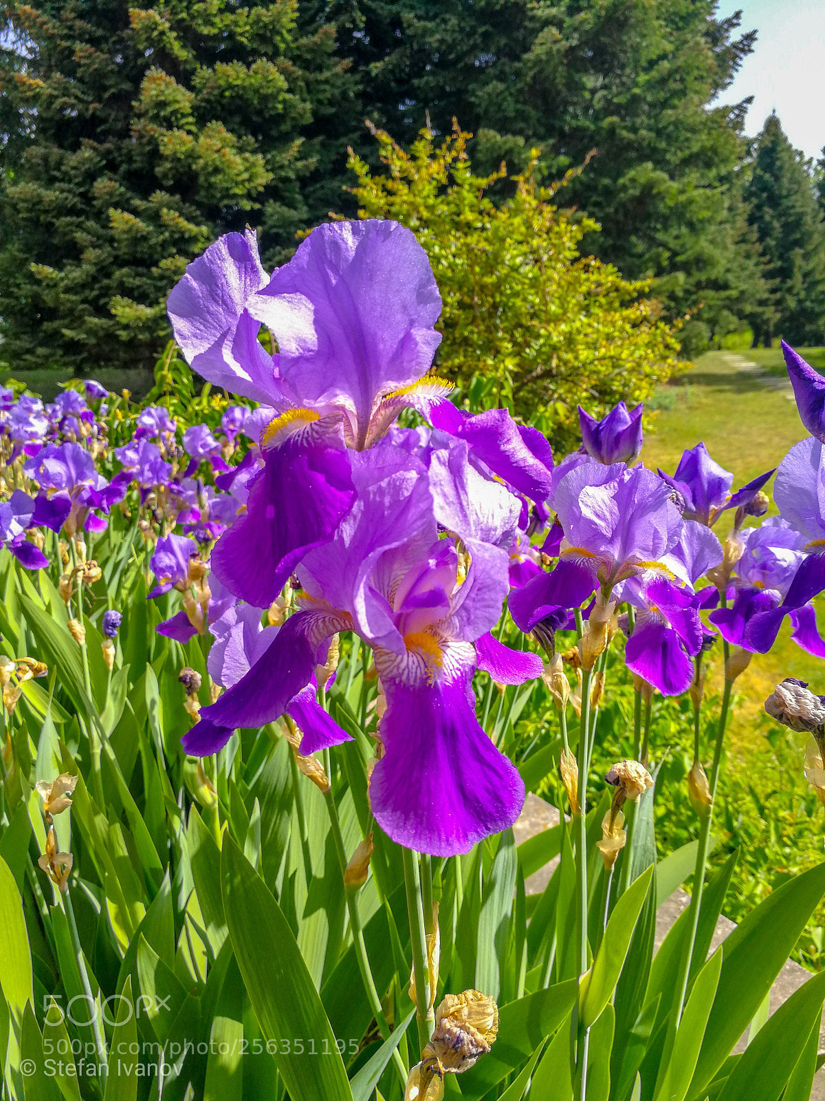 HUAWEI Mate 9 sample photo. Orchid photography