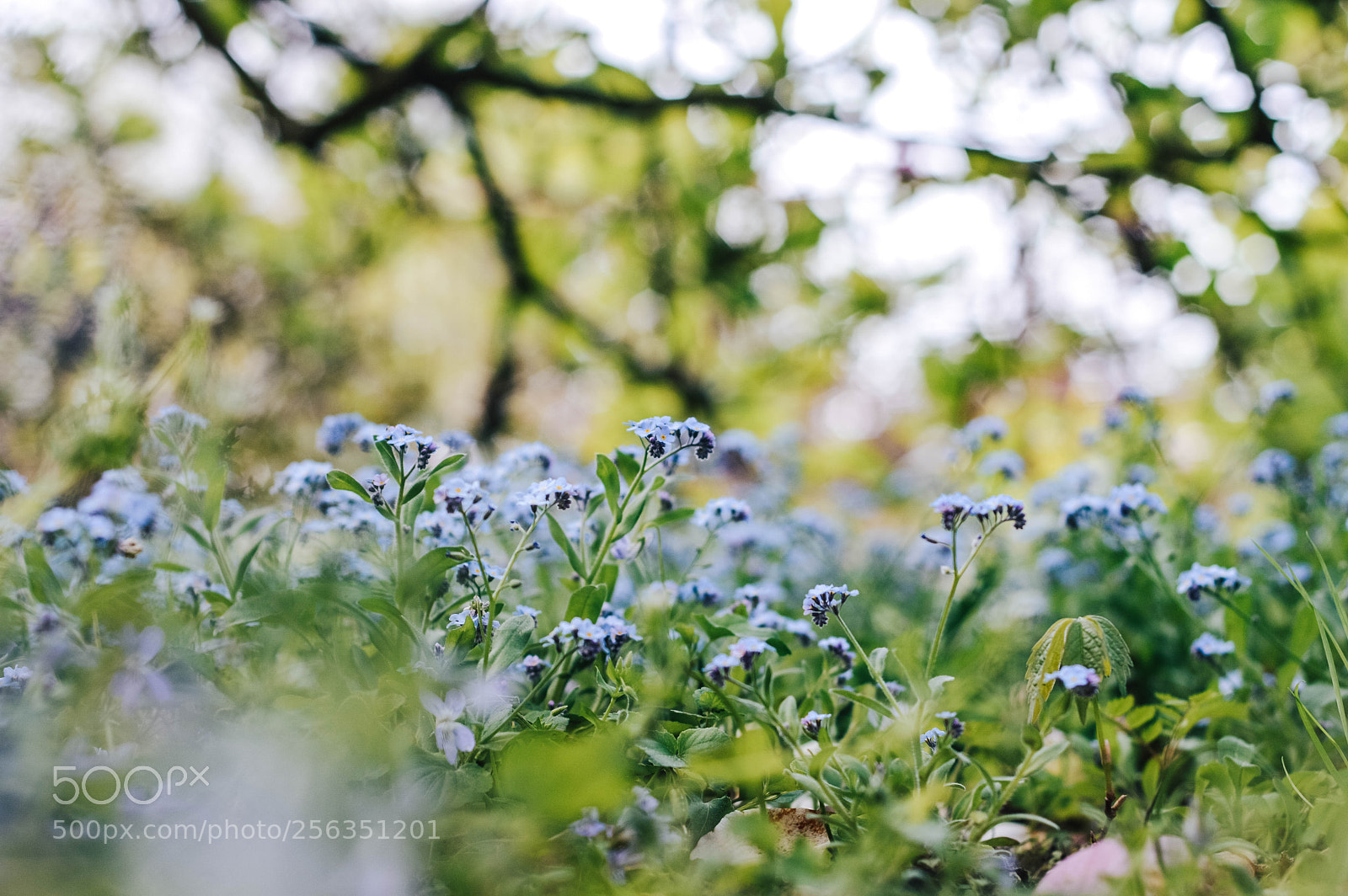 Nikon D3200 sample photo. Botanické okénko photography