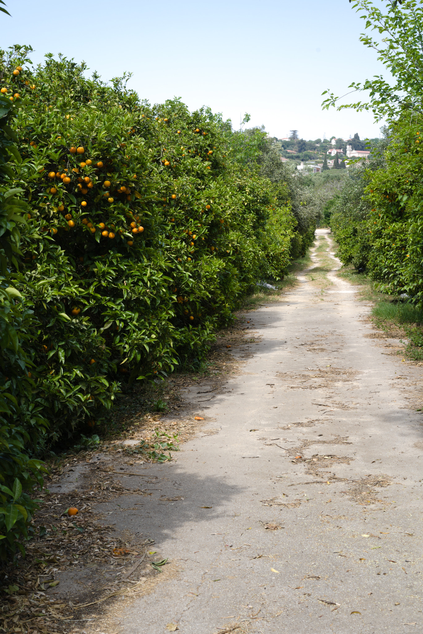 Sony a7 III + Sony Sonnar T* FE 55mm F1.8 ZA sample photo. Orange grove photography