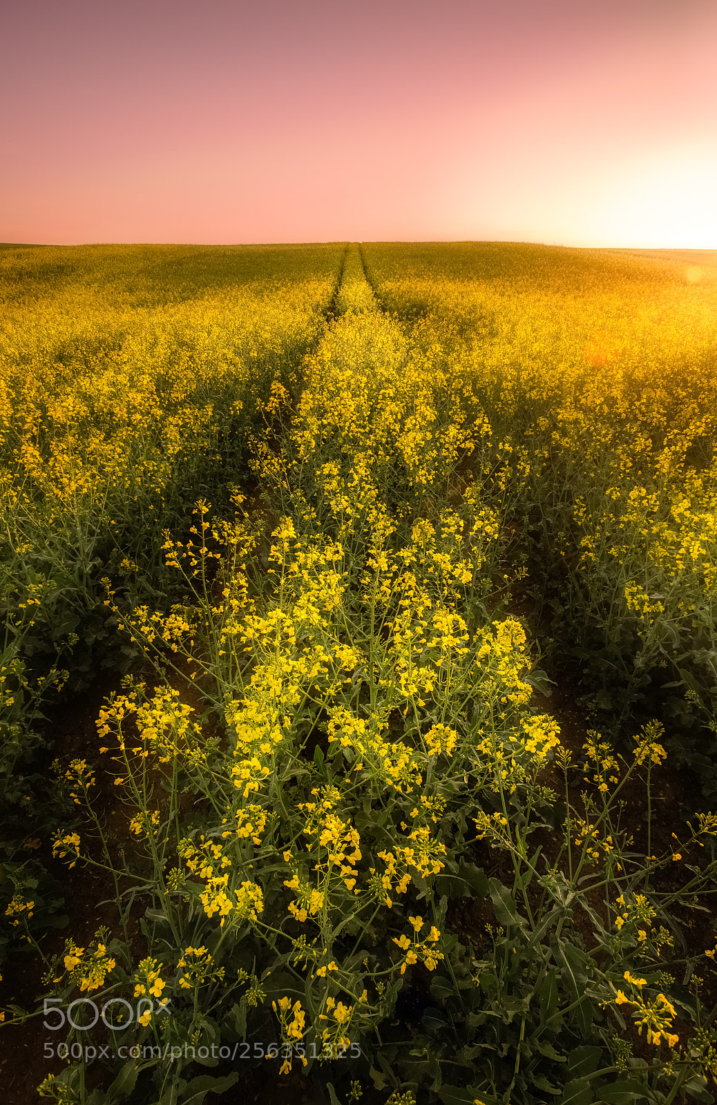 Nikon D750 sample photo. Canola field (austria) photography