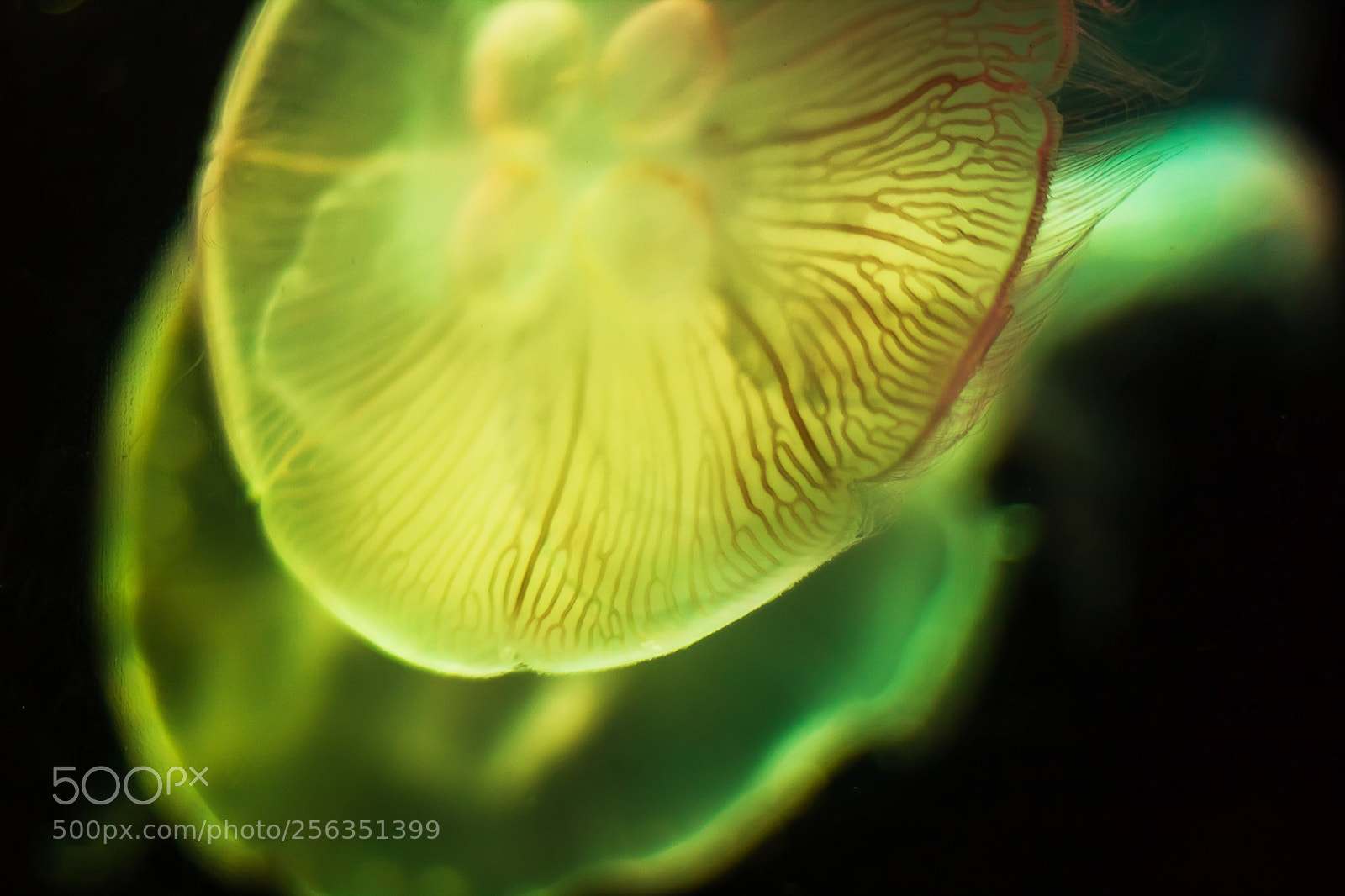 Canon EOS 1200D (EOS Rebel T5 / EOS Kiss X70 / EOS Hi) sample photo. Jelly fish underwater looking photography