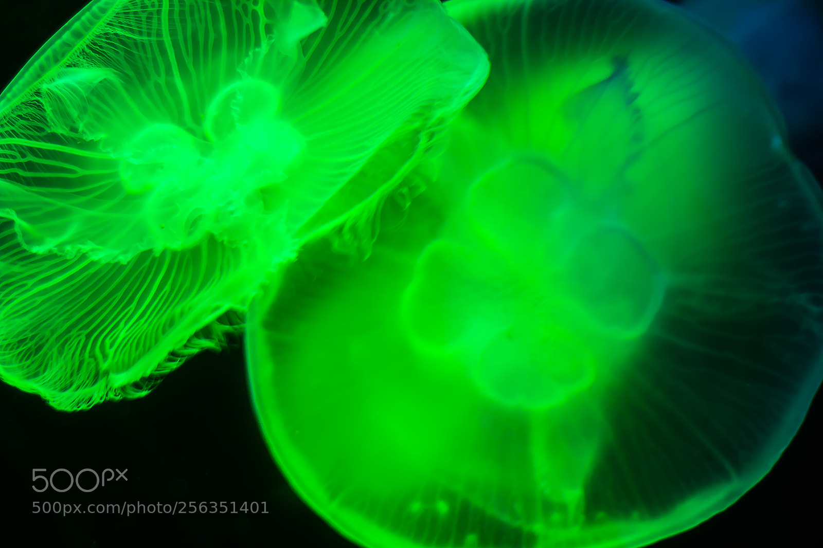 Canon EOS 1200D (EOS Rebel T5 / EOS Kiss X70 / EOS Hi) sample photo. Jelly fish underwater looking photography