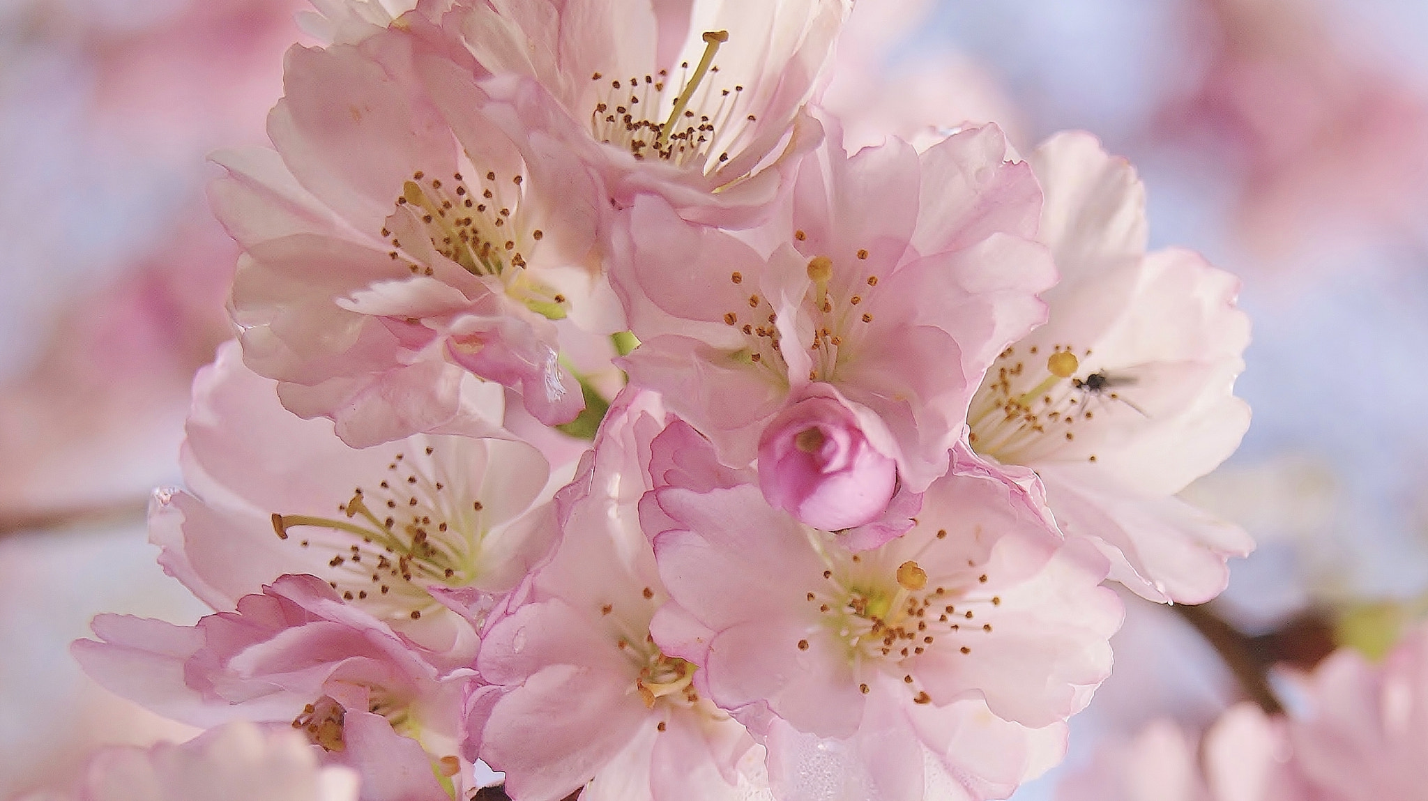 Sony Alpha DSLR-A380 sample photo. Cherry blossom memory ... photography