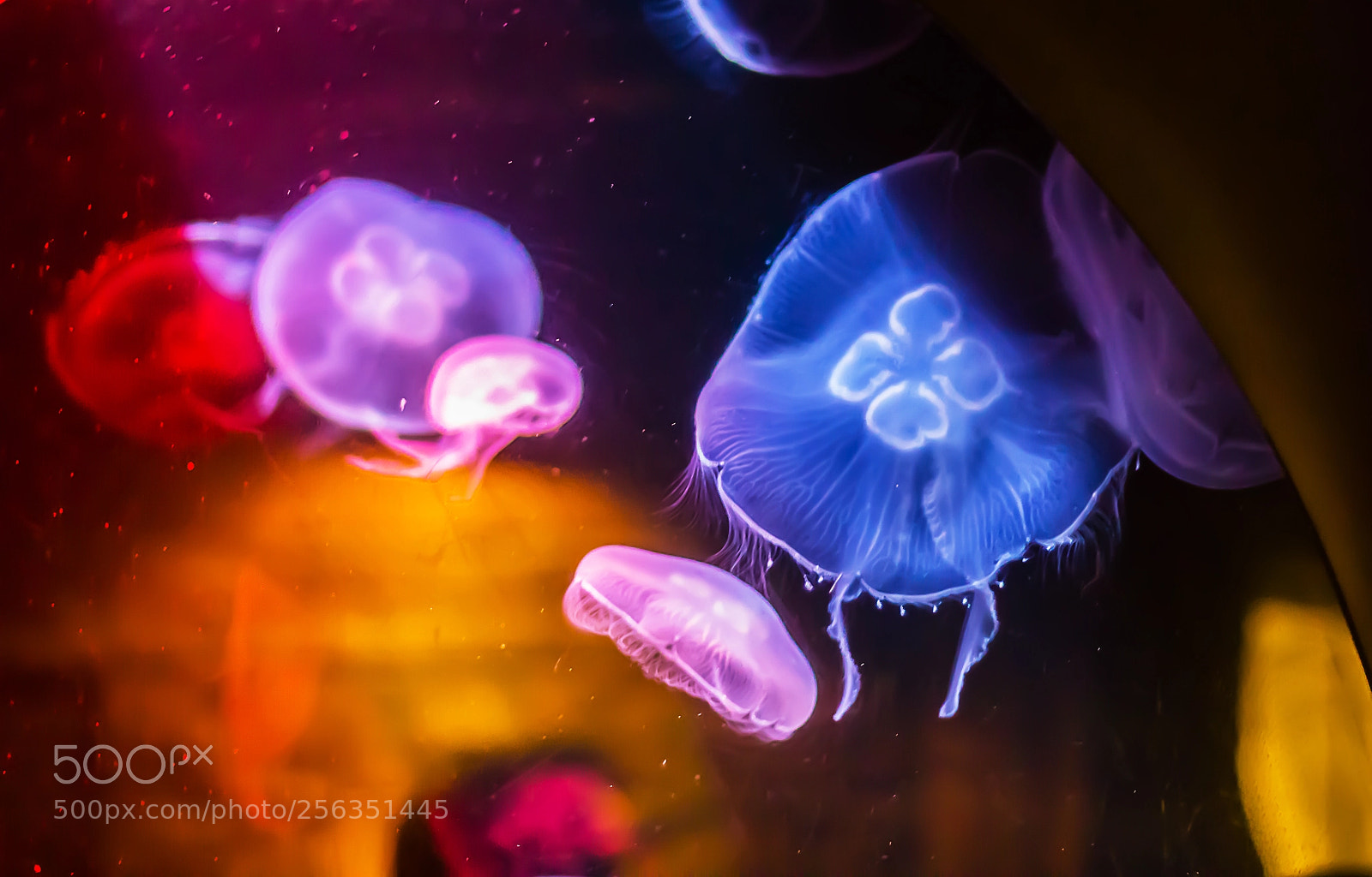 Canon EOS 1200D (EOS Rebel T5 / EOS Kiss X70 / EOS Hi) sample photo. Jelly fish underwater looking photography