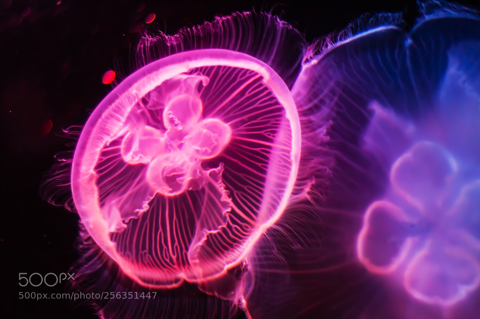 Canon EOS 1200D (EOS Rebel T5 / EOS Kiss X70 / EOS Hi) sample photo. Jelly fish underwater looking photography