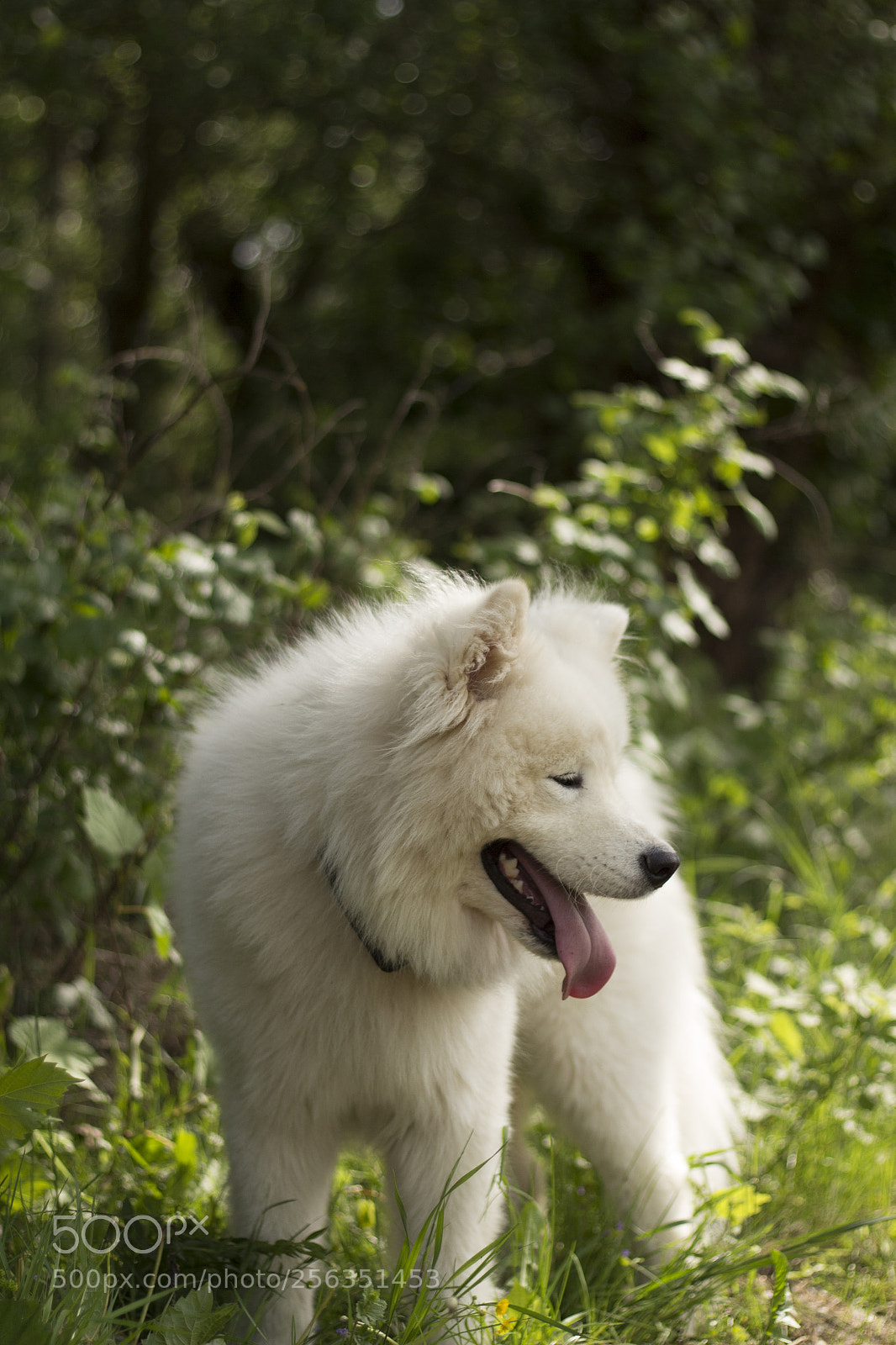 Canon EOS 700D (EOS Rebel T5i / EOS Kiss X7i) sample photo. Nord samoyed 2 photography