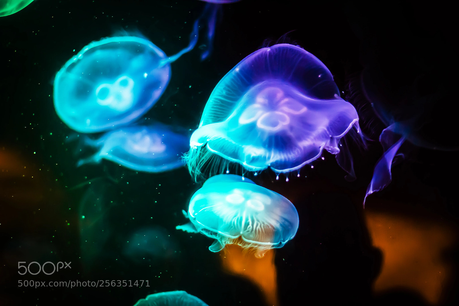 Canon EOS 1200D (EOS Rebel T5 / EOS Kiss X70 / EOS Hi) sample photo. Jelly fish underwater looking photography