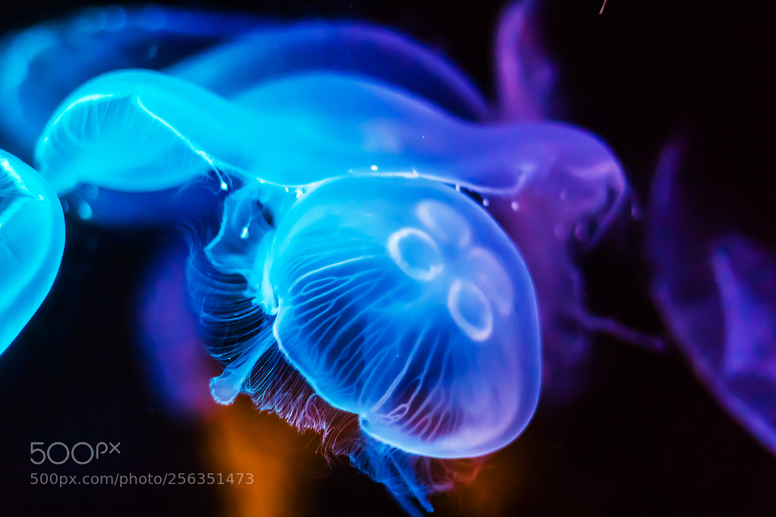 Canon EOS 1200D (EOS Rebel T5 / EOS Kiss X70 / EOS Hi) sample photo. Jelly fish underwater looking photography