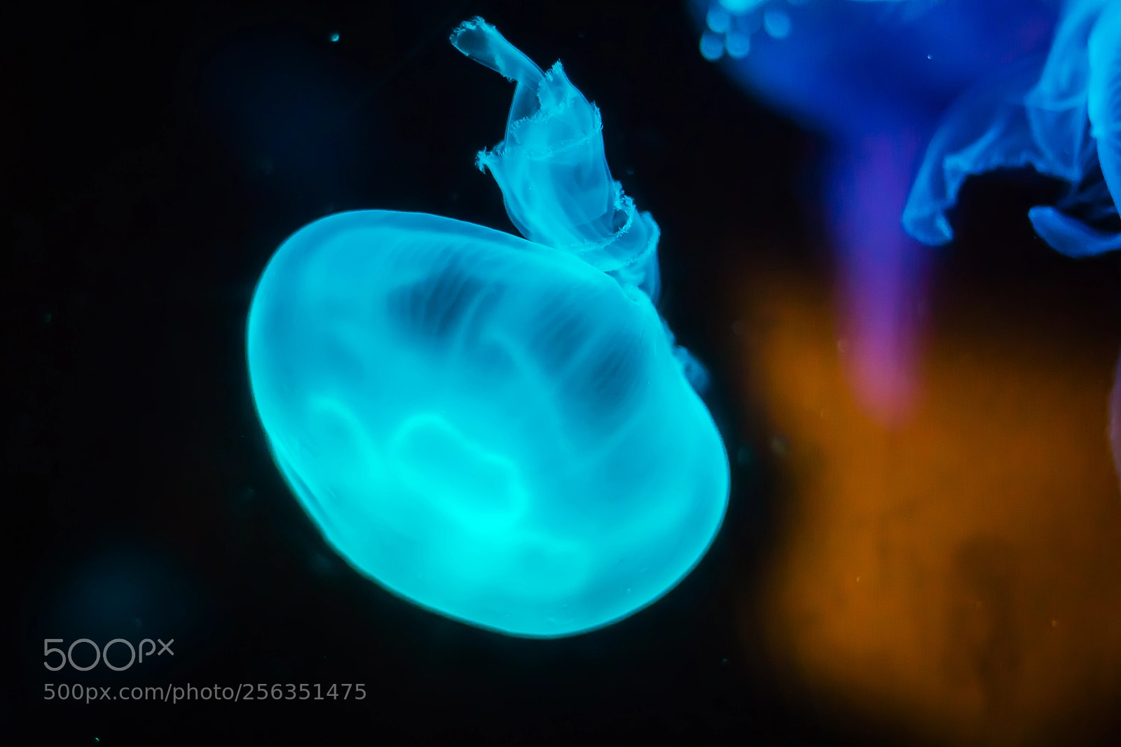 Canon EOS 1200D (EOS Rebel T5 / EOS Kiss X70 / EOS Hi) sample photo. Jelly fish underwater looking photography