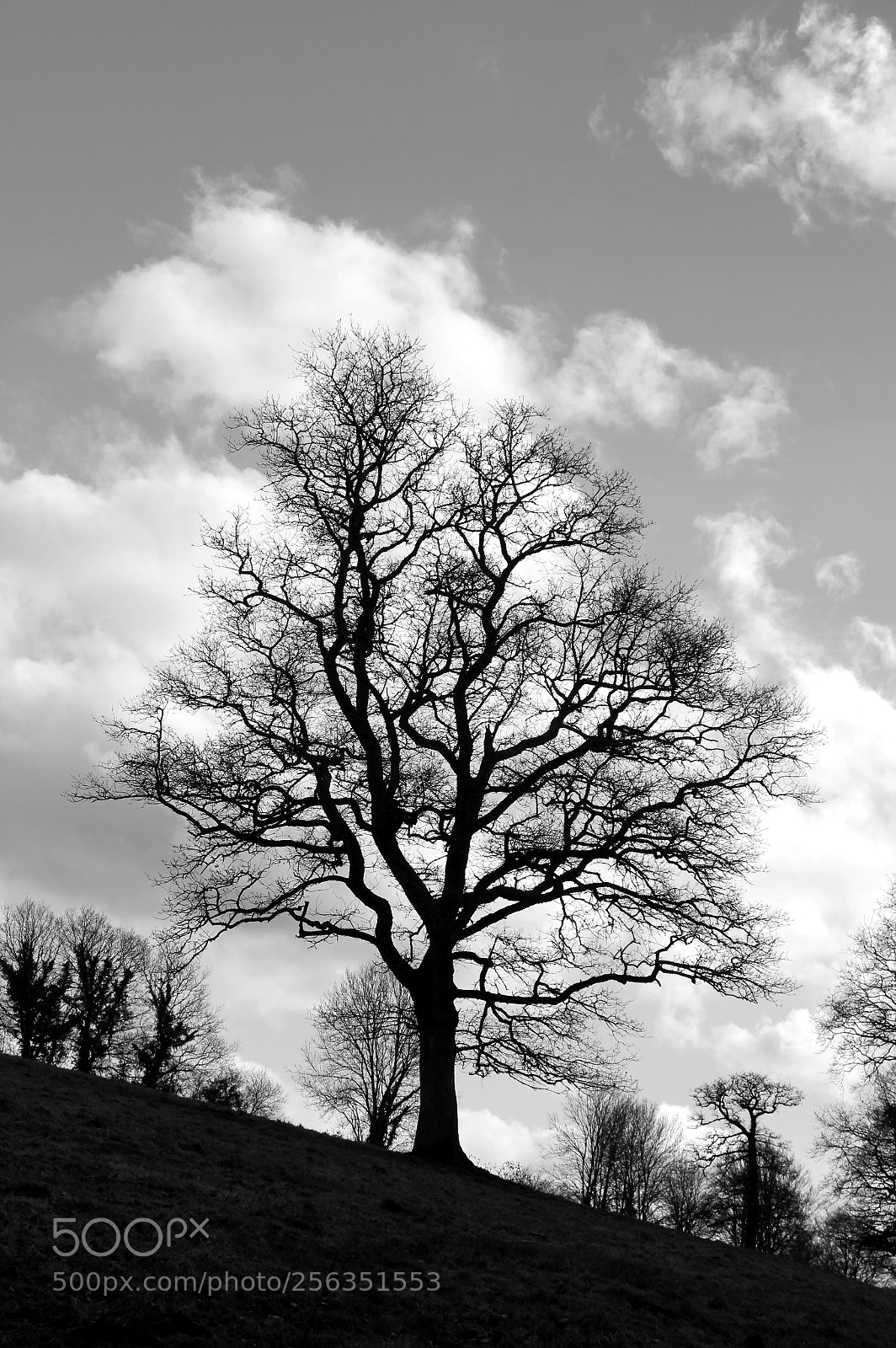 Canon EOS 550D (EOS Rebel T2i / EOS Kiss X4) sample photo. Arbre photography