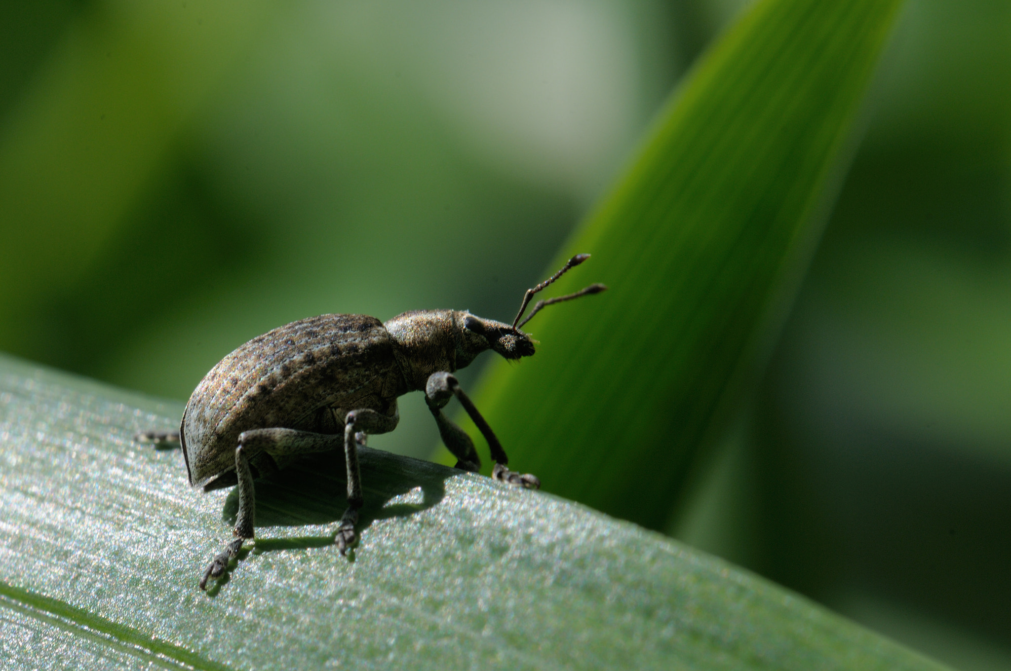 Nikon AF-S Micro-Nikkor 105mm F2.8G IF-ED VR sample photo. Brachypera zoilus photography
