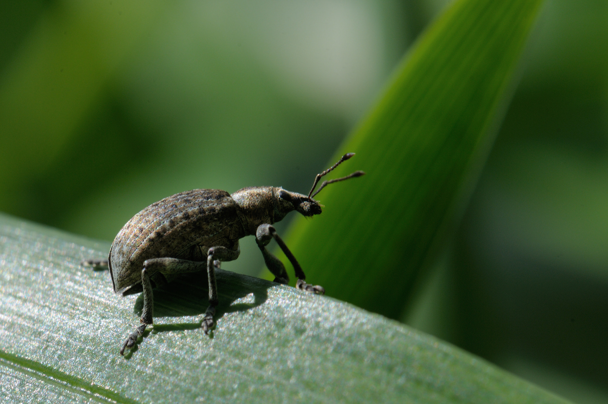 Nikon D300S + Nikon AF-S Micro-Nikkor 105mm F2.8G IF-ED VR sample photo. Brachypera zoilus photography