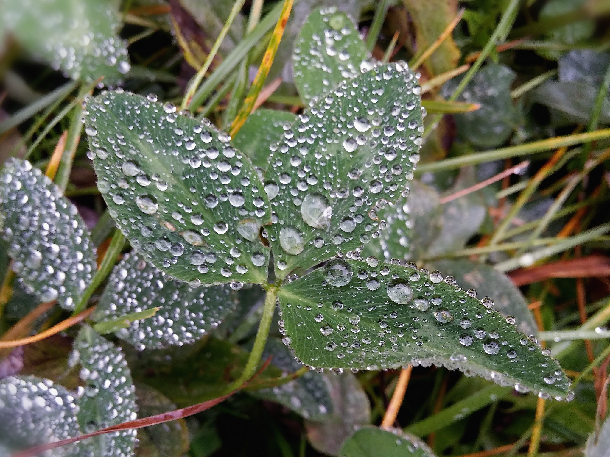 LG G3 sample photo. Beads of drops in the rain .... photography