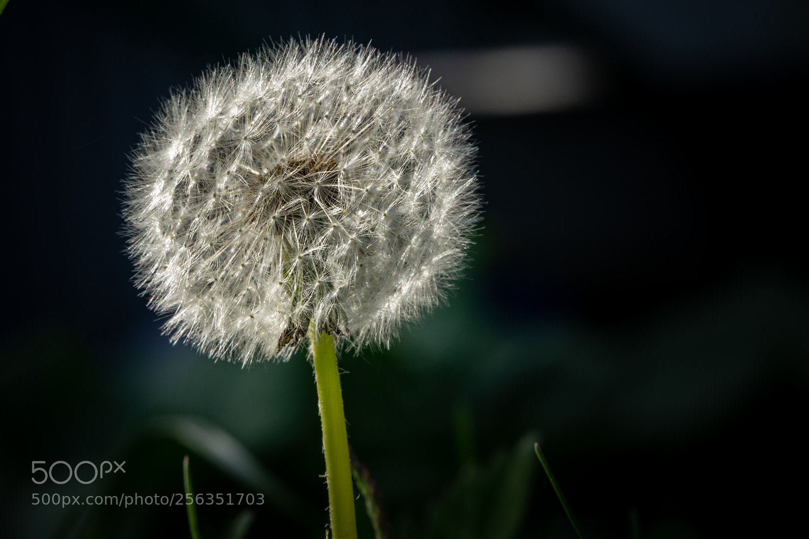 Sony a6000 sample photo. Löwenzahn photography