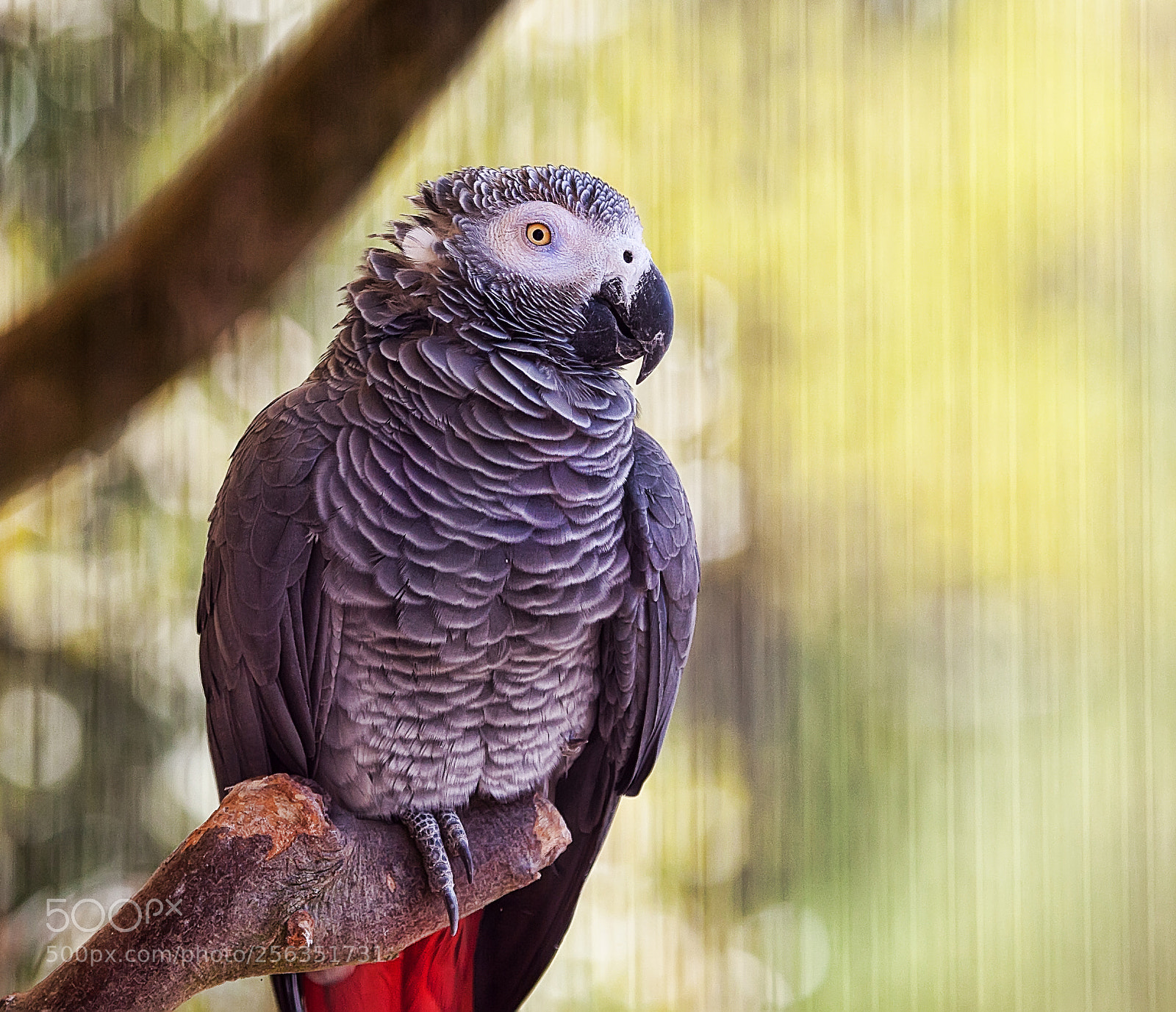 Canon EOS 5D Mark II sample photo. Gris du gabon photography